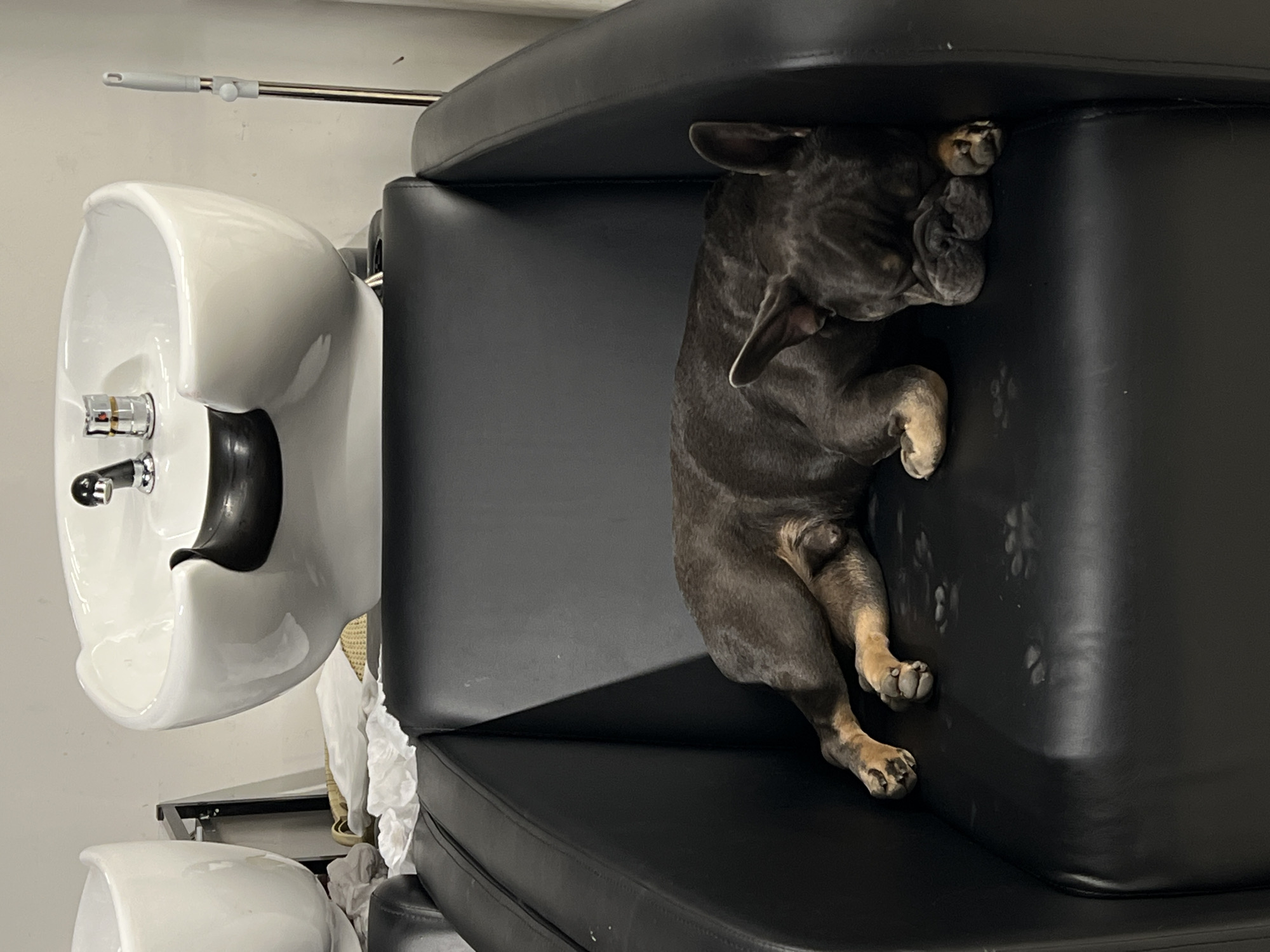 A medium shot depicts a brindle French Bulldog sleeping upside down on a black leather salon chair next to a white porcelain hair washing basin in a room with a white wall. The location is likely a hair salon. The specific location in the city of Khimki, Russia is not discernible from the image.
