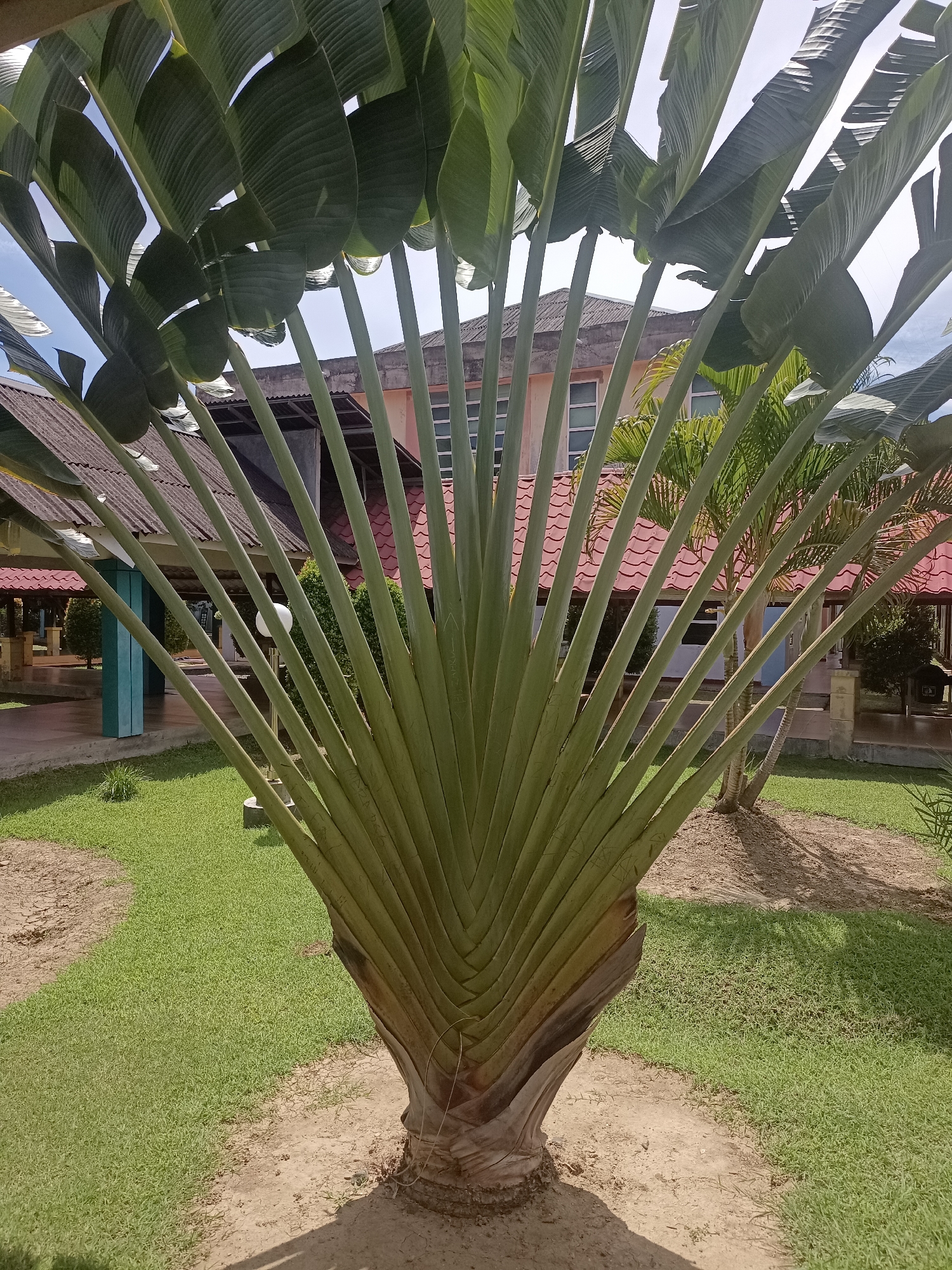 This media file depicts a traveler's palm tree in a verdant, outdoor setting. The tree's distinctive fan-shaped fronds are a prominent feature, fanning out from a thick, segmented trunk. Behind the palm, a building with a red tiled roof and a light-colored facade is visible. The building appears to be a place of worship or community center, with open-air walkways and several pillars supporting the roof.
The ground is covered in lush green grass, with some patches of exposed soil around the base of the trees and pathways. Sunlight suggests it is daytime, likely a clear or partly cloudy day, given the shadows cast by the palm tree and the bright illumination. There are no people visible in the frame, and the scene evokes a sense of tranquility and natural beauty.
The location context provided is Mesjid Reuntoh, Indonesia. While no explicit text is legible on the building or the tree, the overall aesthetic aligns with a tropical or subtropical environment, common in Indonesia. The image captures a moment of stillness, highlighting the unique flora and architecture of the location.