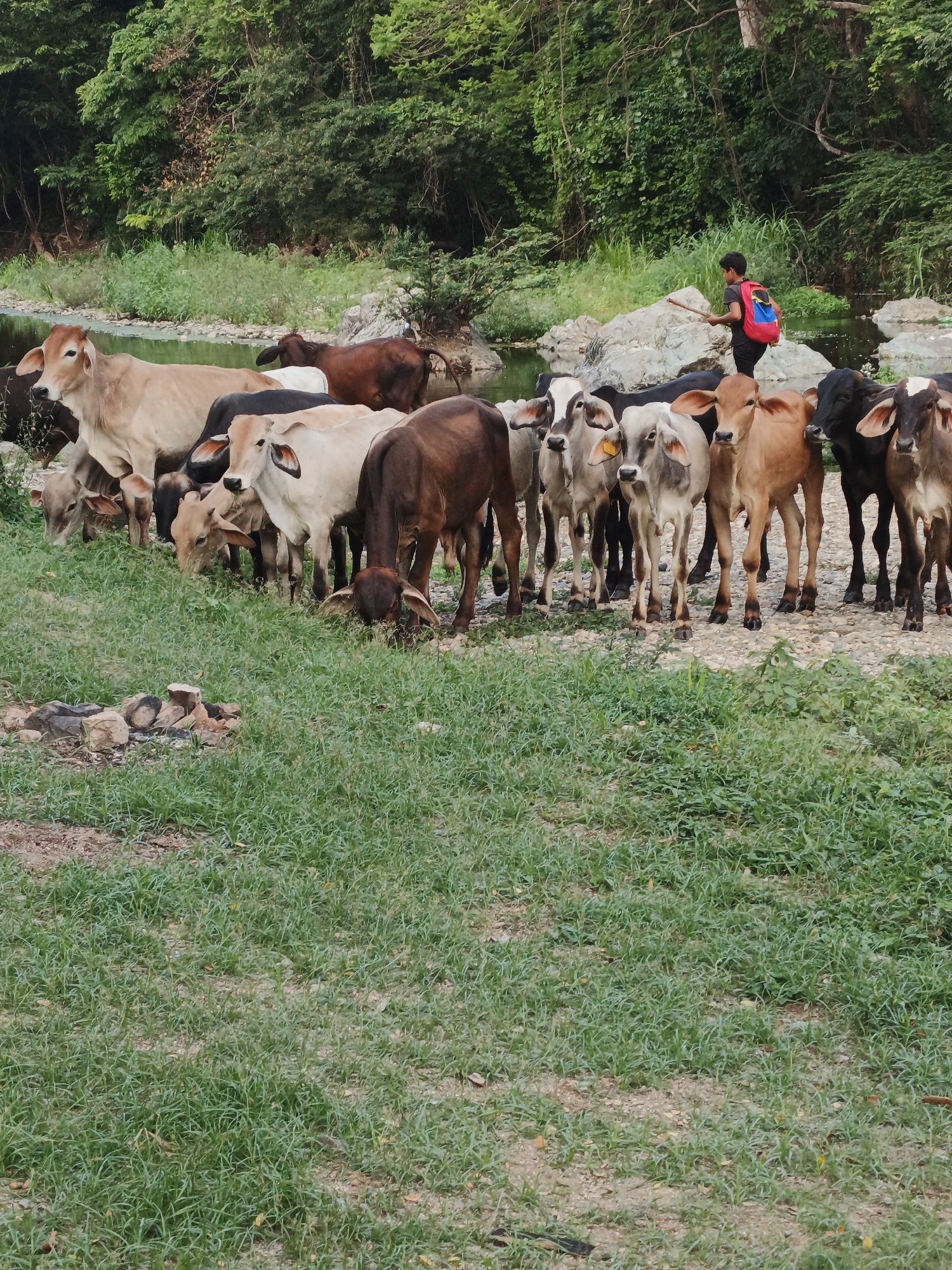 The image shows a herd of approximately 20 cattle of various colors (brown, beige, black, white) standing and grazing near a river in El Jabillo, Venezuela. A young boy with a red and blue backpack stands on rocks in the riverbed, holding a stick. The background features lush green trees and vegetation along the riverbank. The foreground consists of green grass and some rocks.
