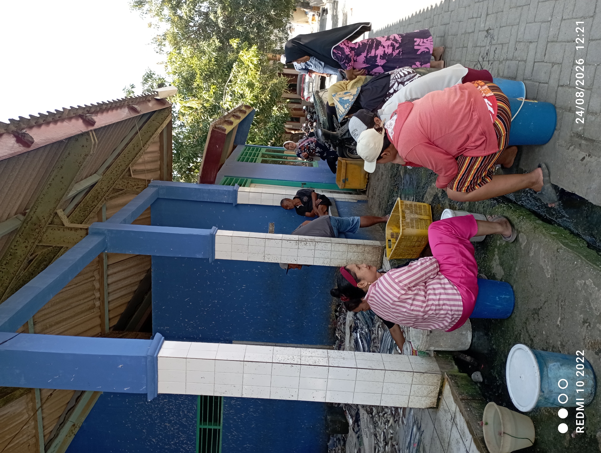 In Karangsari, Indonesia, the image captures a sunlit outdoor scene at what appears to be a fish market or processing area. The foreground is dominated by several individuals, some seated on blue buckets, engaged in activities related to handling fish. A woman in a pink and white striped shirt and pink pants sits on a blue bucket, facing right, her attention seemingly directed towards something out of frame. Beside her, another person in a red hooded sweatshirt and striped shorts sits on a blue bucket, looking down. Behind them, a pile of fish is spread out on the ground and on what looks like tarpaulin or large sacks.
To the left, two large buckets, one white with a lid and another larger beige one, are visible, one of which contains water and possibly fish. The background features a blue building with white tiled pillars and a corrugated metal roof structure extending outwards, supported by blue beams. A green-barred window is visible on the blue building. Further back, a few motorcycles are parked, and trees with lush green foliage line the background, suggesting a warm, possibly humid, climate. The ground is paved with brick-like stones in some areas and concrete in others, with visible drainage channels.
The scene appears to be a candid snapshot of daily life, with the focus on the communal activity of preparing or selling fish. The time stamp on the image indicates August 24, 2026, at 12:21. The overall impression is one of a busy, functional outdoor market setting.