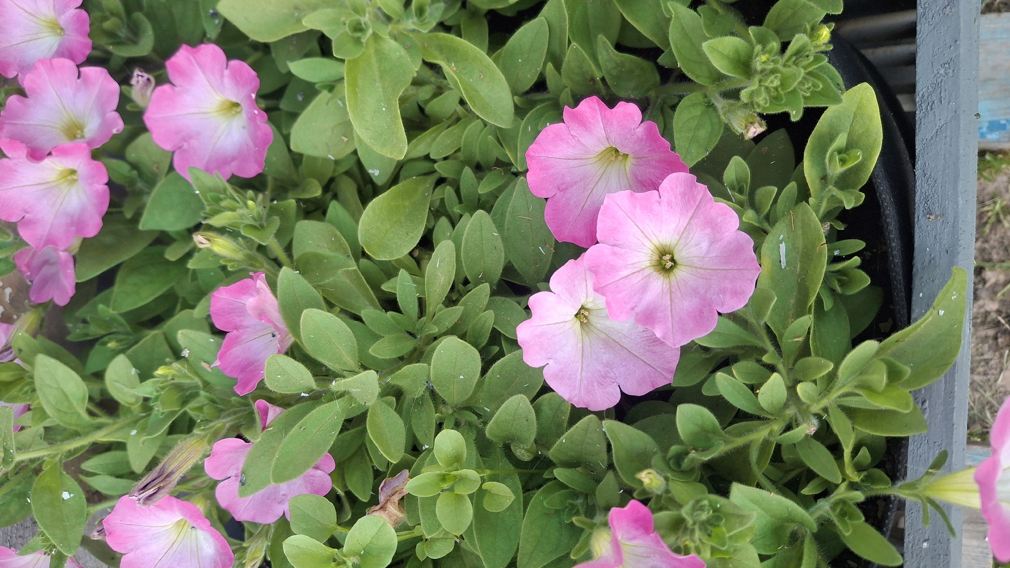 This media file shows a close-up, top-down view of pink petunias growing in a planter. The petunias have delicate, trumpet-shaped blooms with lighter pink or white centers. They are surrounded by lush green foliage, with some leaves showing a slightly fuzzy texture. The plants are densely packed, creating a vibrant carpet of color.
In the upper right corner of the image, a gray planter edge is visible, suggesting that the flowers are in a container. The background is blurry and appears to be outdoors, with hints of a wooden structure and possibly some gravel or dirt.
There are no people or specific events depicted. The lighting suggests it could be daytime, likely under natural light. No text is visible in the image. The overall impression is one of a well-tended garden or planted display. Given the provided location context of Дзямідавіцкі сельскі Савет, Belarus, this scene likely represents a common garden or public planting in that region.