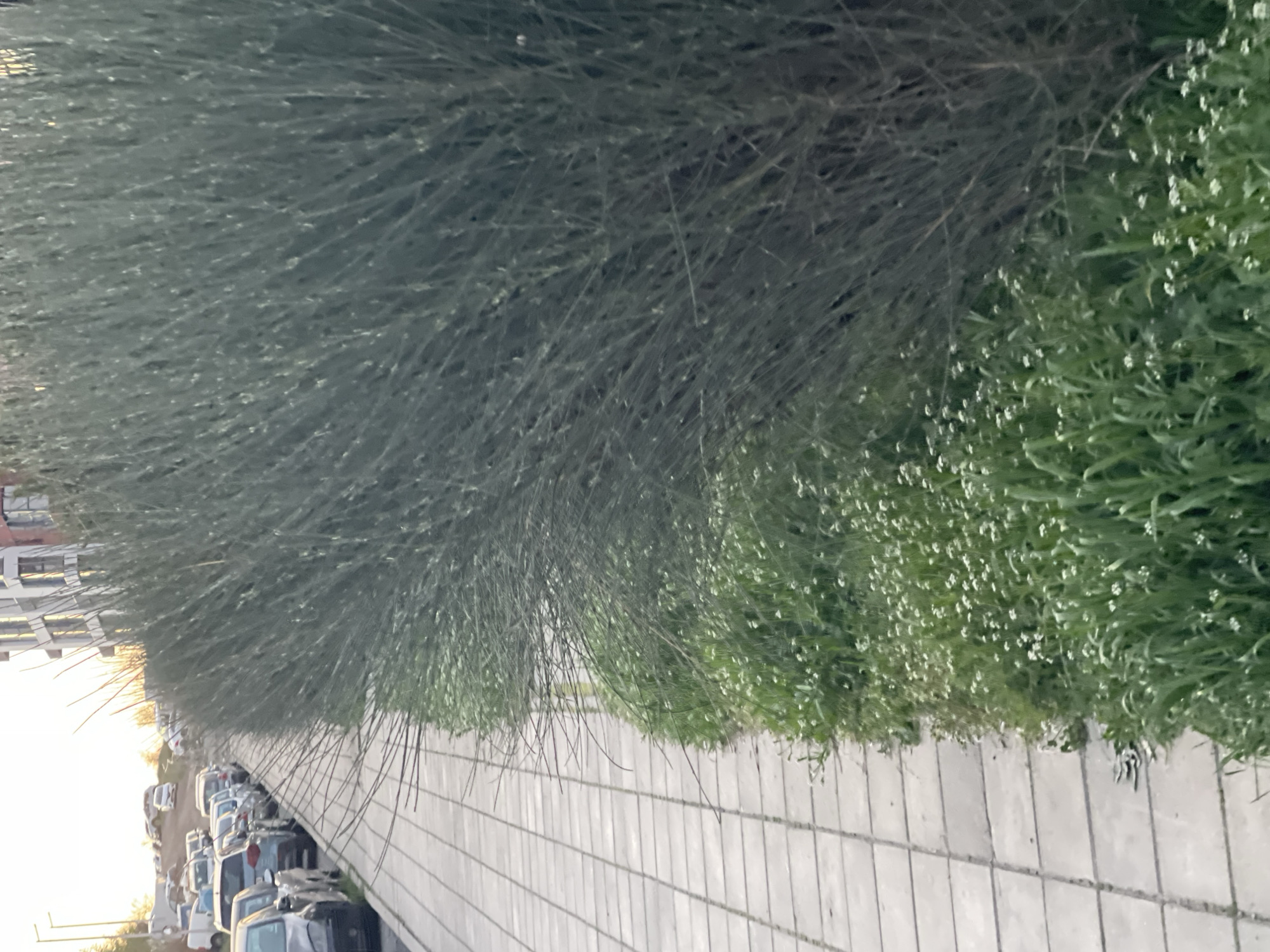 The image shows a street scene in Burgas, Bulgaria. A row of parked cars lines the left side of the frame, receding into the distance. Adjacent to the cars is a tiled walkway, composed of large rectangular stones. A dense row of shrubs and greenery borders the walkway. The plant life consists of fine-leaved bushes alongside flowering plants with small white blossoms. In the background, apartment buildings are visible. The sky suggests it is near dusk or dawn.