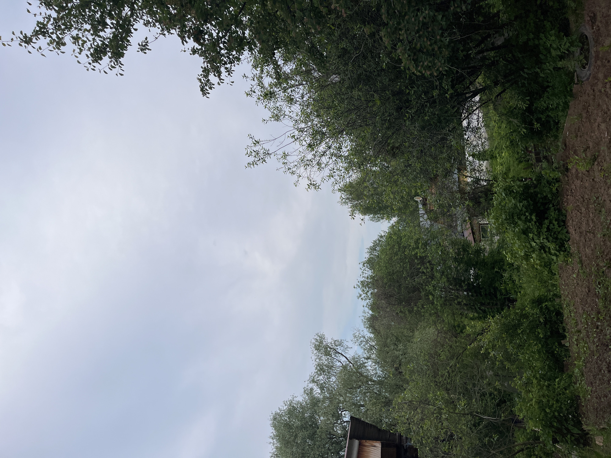 The image presents an outdoor scene dominated by a large expanse of light, overcast sky, flanked by dense green foliage. The sky, a uniform grey-blue, occupies the central portion, suggesting a cloudy or overcast day.
Along what would be the top edge of a correctly oriented image, a canopy of dark green tree leaves and branches stretches across the frame. A similar band of lush green foliage, likely bushes and lower tree branches, forms the bottom boundary.
On the far right side, a patch of reddish-brown dirt or soil is visible, possibly an embankment. A dark-colored tire, resembling one from a vehicle, is partially visible, resting on or partially embedded in this dirt. At the very bottom left corner, a small section of a dark wooden structure, possibly a roof or wall of a building, is peeking through the foliage.
No specific activity or event is taking place, and no people are visible. The scene depicts a quiet, natural environment, possibly in a rural or semi-rural setting in Chaikovsky, Russia, characterized by its abundant greenery and cloudy daytime conditions. There is no visible text in the image.