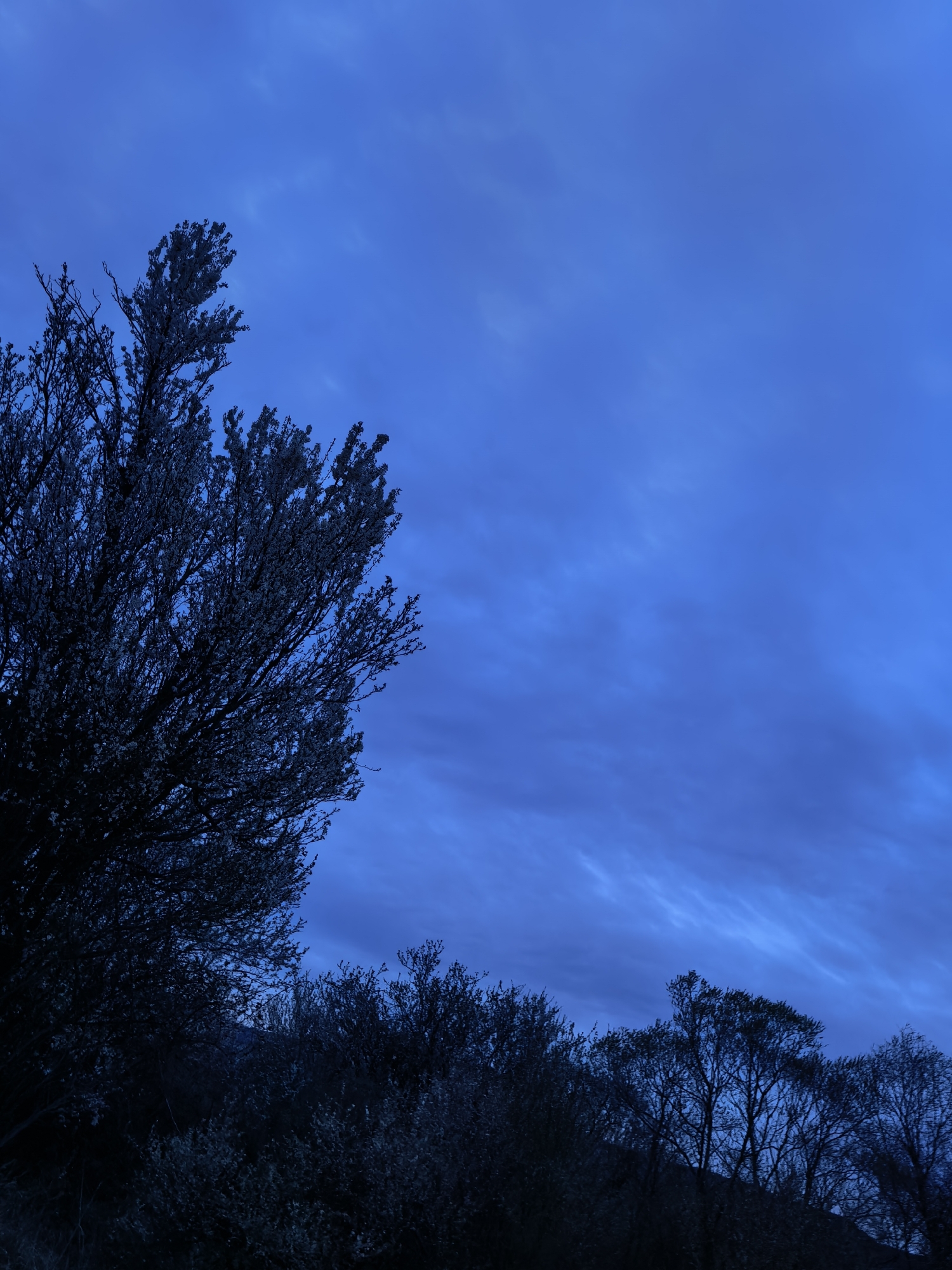 The image shows a night or twilight scene in an unknown location. The sky is a deep blue, with subtle cloud formations. Silhouetted trees occupy the lower portion of the frame, their branches reaching towards the sky. The overall tone is dark and still.