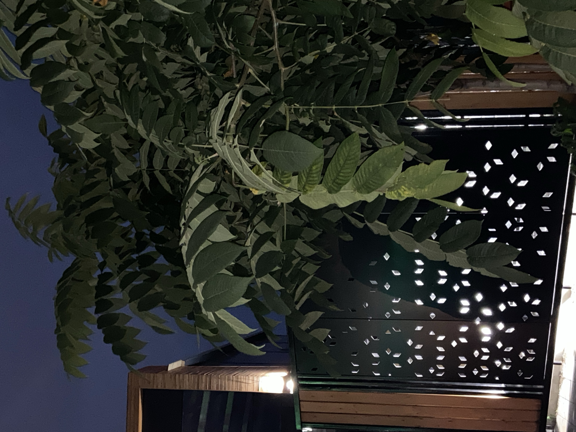 This image depicts a night scene, likely outdoors, with lush green foliage dominating the foreground. Behind the leaves, a modern black metal gate with a geometric cutout pattern is visible. To the left of the gate, a portion of a building with wooden accents and a wall-mounted light fixture emitting a warm glow can be seen. The sky is dark, suggesting late evening or night. The scene does not contain any identifiable people or animals. The image does not provide any specific information about its location within the city of Blagoveshchensk, Russia.