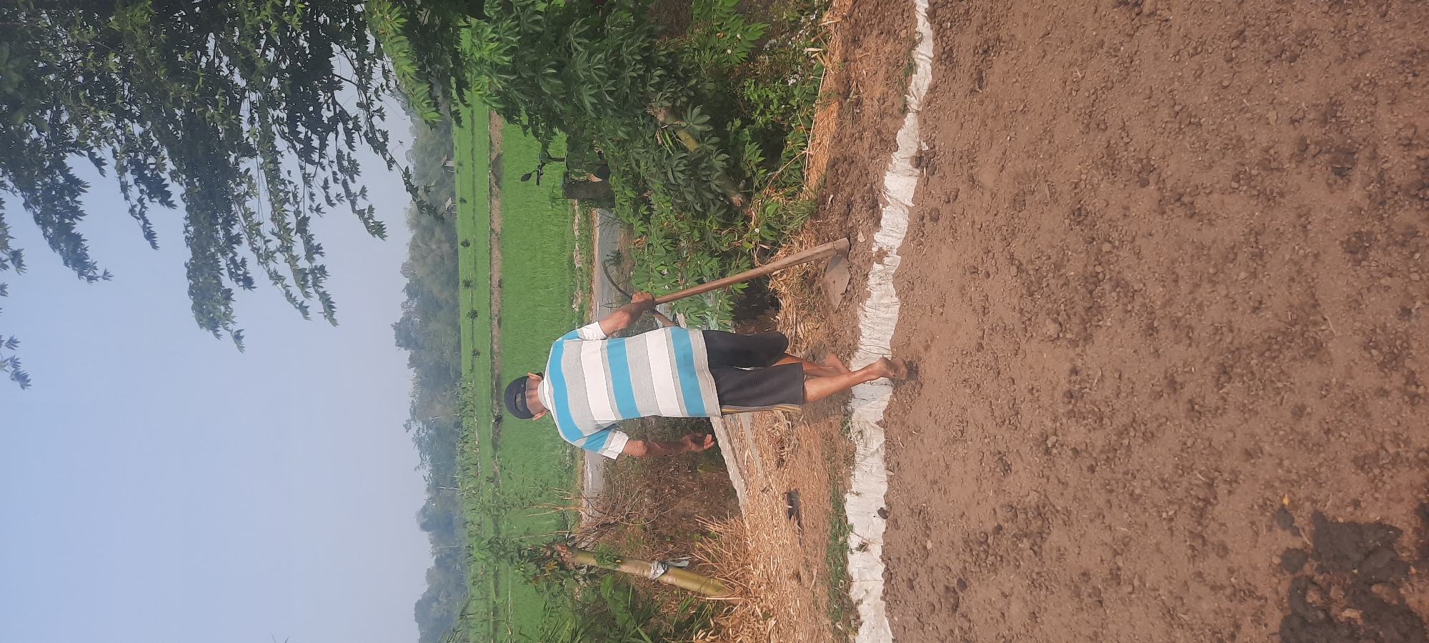 In Ploso, Indonesia, an elderly man with a striped shirt and dark shorts walks away from the camera, holding a hoe. He is barefoot and appears to be heading towards a field. The ground in the foreground is tilled soil, bordered by a white, possibly plastic, barrier. Beyond this, dry grass and bamboo stalks are visible on the left, transitioning to a lush green rice paddy in the mid-ground. The background features more greenery, trees, and a hazy sky. The overall scene depicts rural agricultural work.