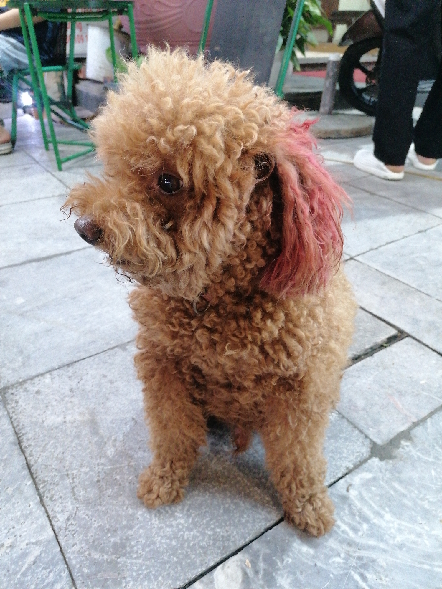 A small, curly-haired dog, likely a poodle or poodle mix, is the central subject, sitting on a grey tiled ground outdoors in Bai Chay Ward, Vietnam. The dog has reddish-brown, tightly curled fur, and its left ear (viewer's left) is dyed a distinct pink or red color. It is sitting upright, looking to its left with a focused, somewhat pensive expression; its dark eyes reflecting ambient light. Its nose appears dark and slightly moist.
The background shows elements of an outdoor urban setting. To the left, part of a green metal table and chair are visible, along with the lower legs and light-colored shoes of a person who is likely seated. To the right, the lower legs of another person, wearing black pants and white shoes, are visible standing, next to the wheel of what appears to be a motorcycle or scooter. Further back, hints of green foliage and dark structures are present. The ground is consistently paved with light grey, square tiles. The natural light suggests it is daytime. There is no visible text in the image. The overall scene captures a quiet moment with the uniquely colored dog as the focal point within a casual public space.