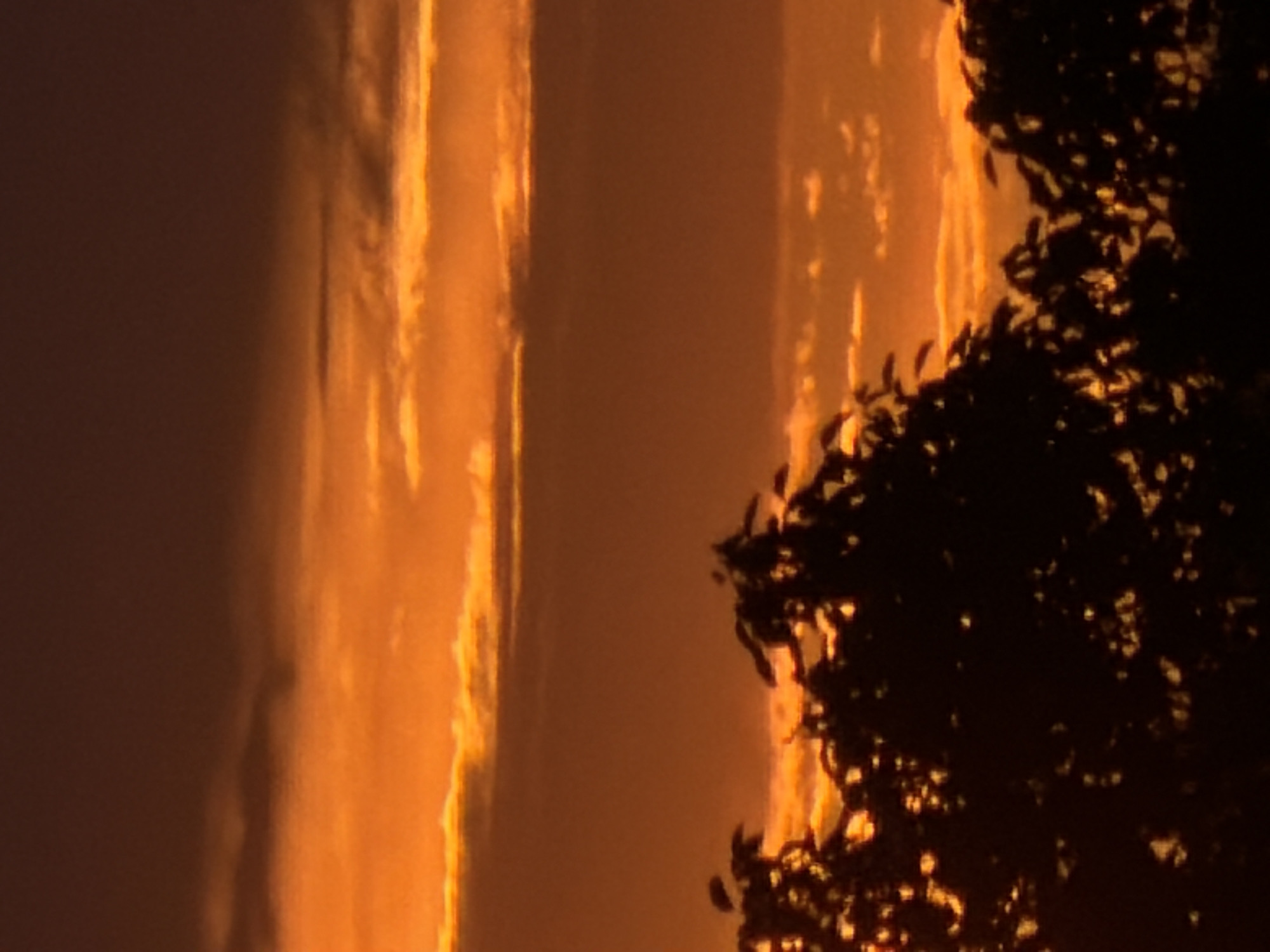 The image depicts a silhouette of trees against a vibrant orange sky at sunset. The sky is filled with layers of clouds, some wispy and thin, others thicker and more prominent, all illuminated by the setting sun. The lower portion of the image is dominated by the dark, irregular shapes of tree foliage, obscuring any view of the ground or specific urban features. The overall impression is one of a natural landscape at dusk, with no discernible elements specific to Gorzow, Poland, or any urban environment.