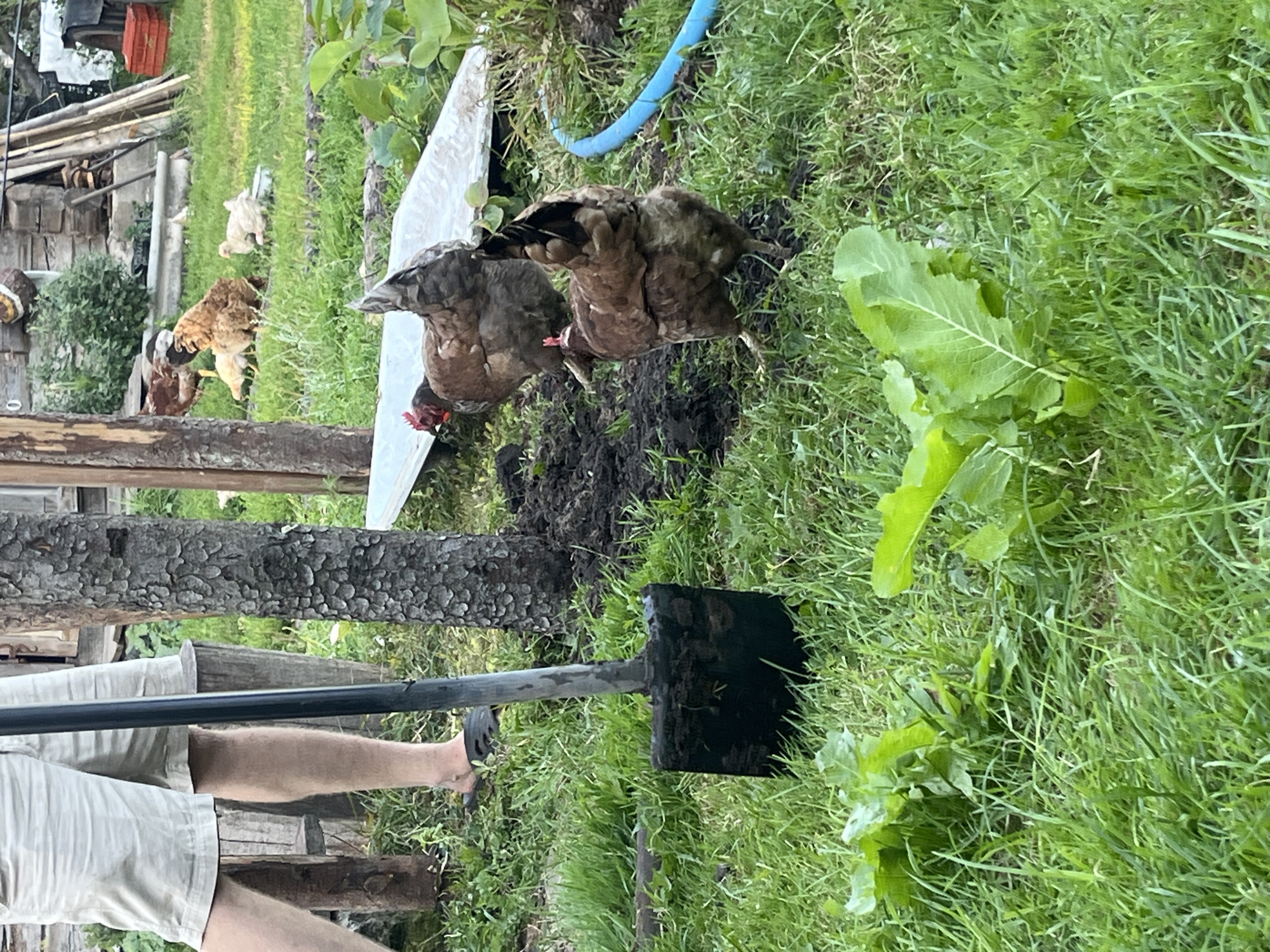 A medium shot shows a person's legs, clad in light-colored shorts and dark sandals, standing to the left of a tall, textured tree trunk. A shovel with a dark, square head is placed in the foreground, its blade partially embedded in the dark soil around the tree. Behind the tree, several brown and white chickens are scattered across a grassy area with some patches of exposed earth. In the background, a wooden structure and various scattered objects, including a red crate and a blue hose, are visible. The environment appears to be a rural outdoor setting, possibly a farmyard in Дунілавіцкі сельскі Савет, Belarus.