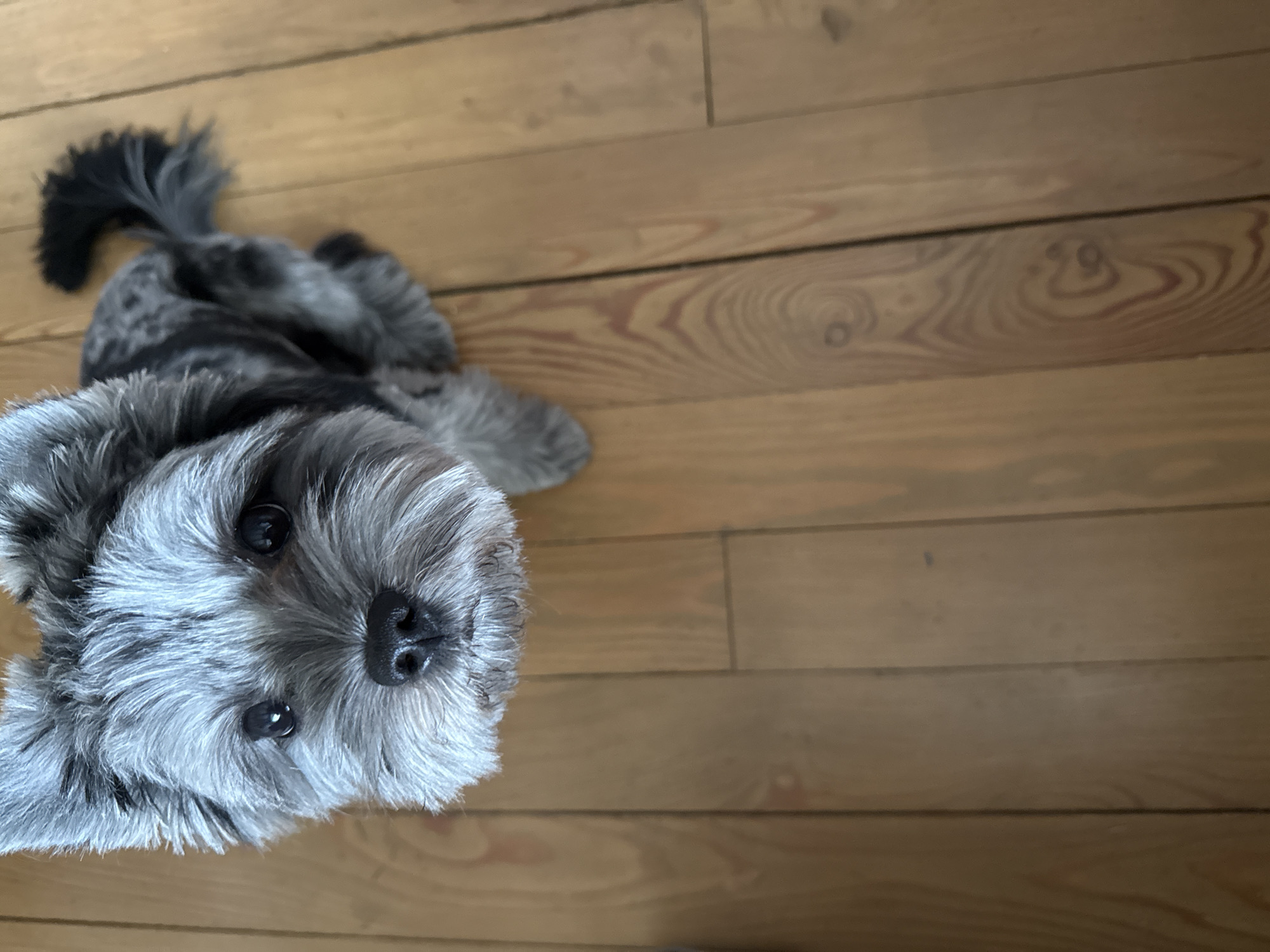 A fluffy, grey dog with dark markings is looking directly at the camera, positioned in the center of the frame. The dog has large, expressive eyes and a black nose. Its fur appears to be styled in a fluffy, somewhat tousled manner. The dog is standing on a wooden floor, which is made of planks with a visible wood grain pattern. The background consists entirely of this wooden floor, with the planks running vertically in the image. The lighting appears to be natural, coming from above or the side, casting subtle shadows. The image is a close-up shot, focusing primarily on the dog's face and upper body. There is no indication of the city of Chaikovsky, Russia, or any other specific location.