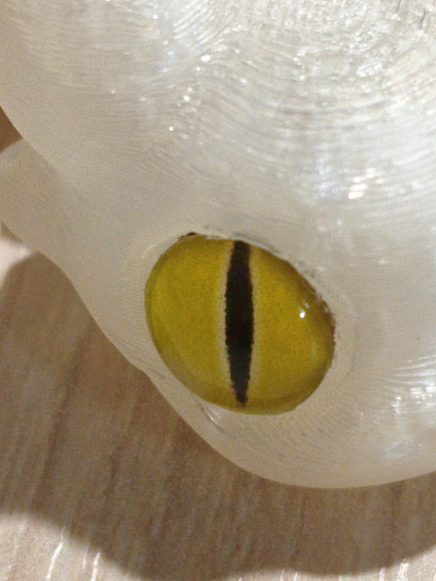 A close-up, macro photograph captures a single, yellow reptilian eye with a vertical black pupil. The eye is embedded in a translucent, off-white material with a slightly textured surface. The eye is oval-shaped, with the pupil extending almost the full length of the iris. The iris is a vibrant yellow, with subtle variations in tone and a few small, reflective highlights. The material surrounding the eye appears smooth and somewhat fleshy or waxy, with a slightly iridescent sheen in places, suggesting it may be artificial or a natural material like wax or polished shell. The background consists of a rough, textured surface, possibly wood grain, in muted brown and beige tones, with a soft shadow cast across it. The lighting is direct, creating reflections on the eye and highlighting the texture of the surrounding material. The image is tightly cropped, focusing entirely on the eye and its immediate context. There is no indication of the location in Orenburg, Russia, or any broader environmental context.