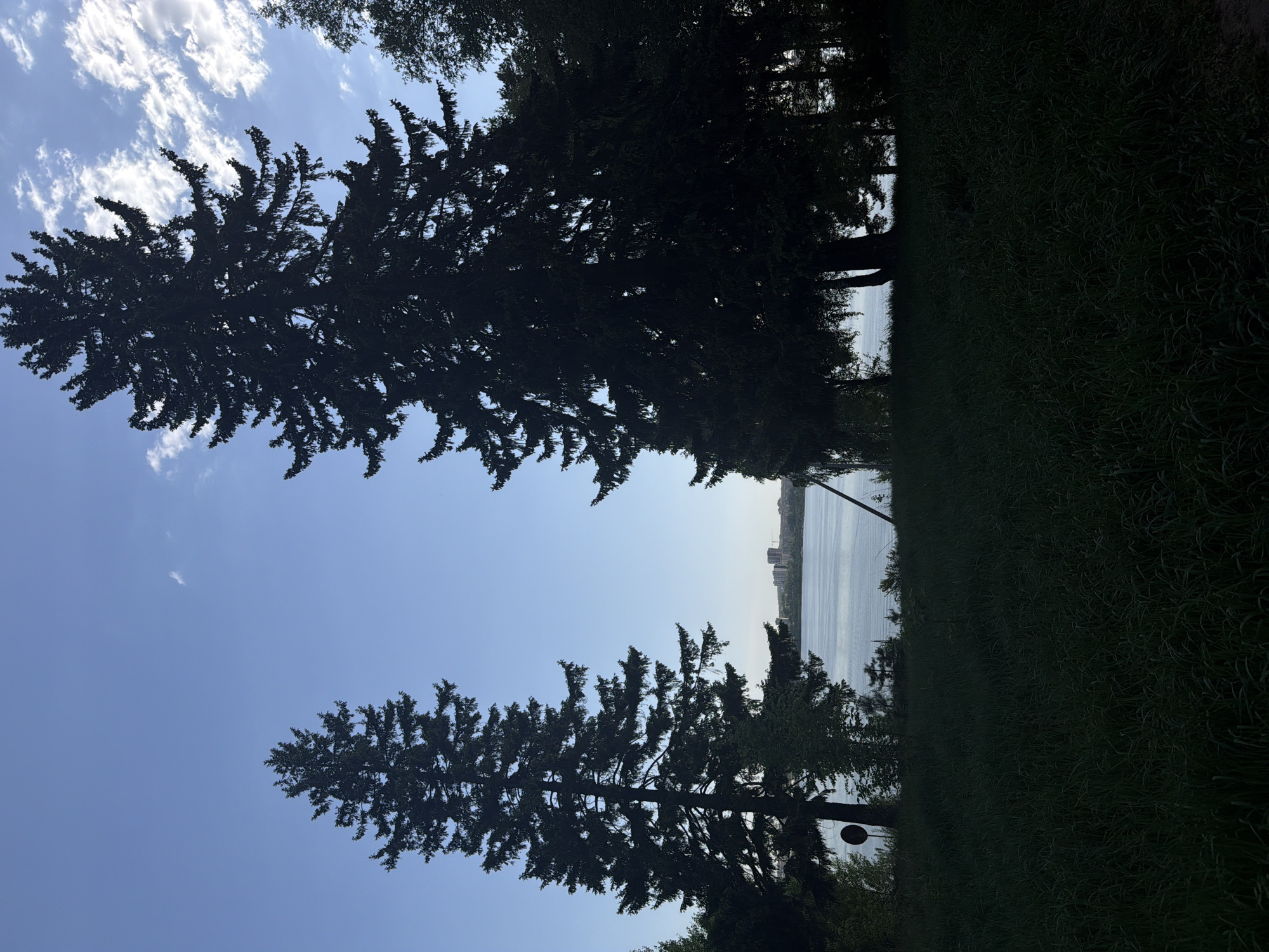 The image shows a view of the Izhevsk reservoir from a park. Two tall, dark coniferous trees are silhouetted against a blue sky with wispy clouds. A body of water, the Izhevsk reservoir, is visible between the trees. In the distance, the outline of the city of Izhevsk can be seen on the opposite shore. A grassy area is present in the foreground and to the right side of the image. A streetlight is visible to the right of the reservoir.