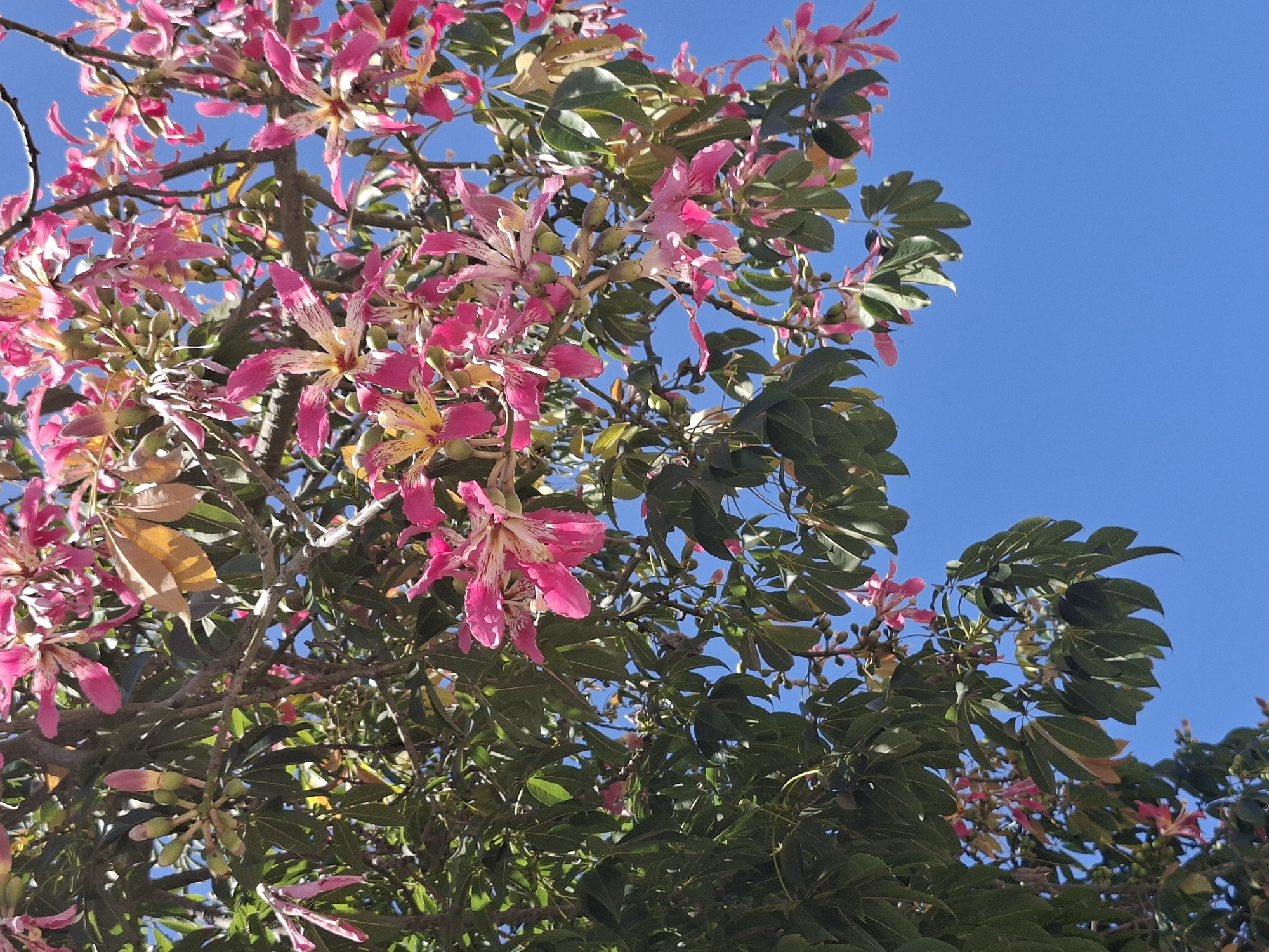 The image captures a close-up, low-angle view of a tree with vibrant pink flowers and green leaves set against a clear blue sky. The tree appears to be a type of Kapok tree, with large, showy blossoms that have delicate white and yellow markings. Some of the flowers are fully open, revealing their intricate petal structure, while others are still in bud formation. The leaves are palmately compound, with several leaflets radiating from a central point. The branches are thick and brown, supporting the weight of the foliage and flowers.
The bright sunlight illuminates the scene, creating highlights on the petals and leaves and casting soft shadows. The overall impression is one of natural beauty and vitality, with the vivid colors of the flowers and leaves contrasting sharply with the serene expanse of the sky.
This tree is located in Torrevieja, Spain, a coastal city known for its warm climate and abundant sunshine, which are ideal conditions for this type of flowering tree to thrive. The specific location within the city is not identifiable from the image alone, but the bright blue sky and lush vegetation are characteristic of the Mediterranean landscape found in this region.