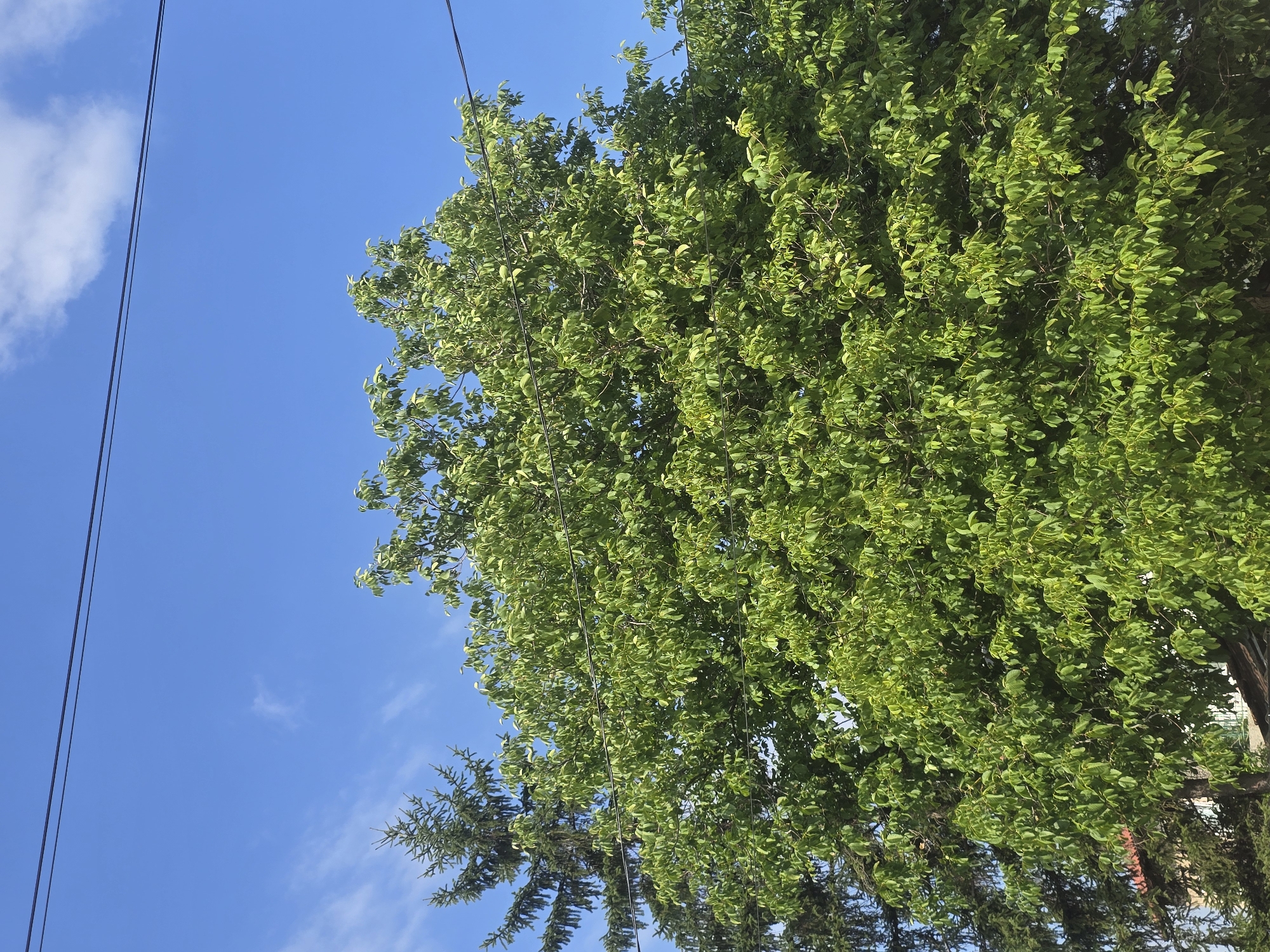 A full outdoor, eye-level, vertical shot shows a bright blue sky with thin, wispy clouds. Two dark power lines are stretched horizontally across the top third of the frame. The majority of the image is filled with the lush green foliage of two trees. On the left, a dark green, conical evergreen tree is visible. To its right, a larger, deciduous tree with lighter green leaves dominates the center and right side of the image. The leaves of the deciduous tree are dense and appear to be in full bloom. A hint of a building with a brown roof is visible at the bottom left, peeking through the branches of the evergreen tree. The overall scene suggests a clear, sunny day in an outdoor urban or suburban environment.