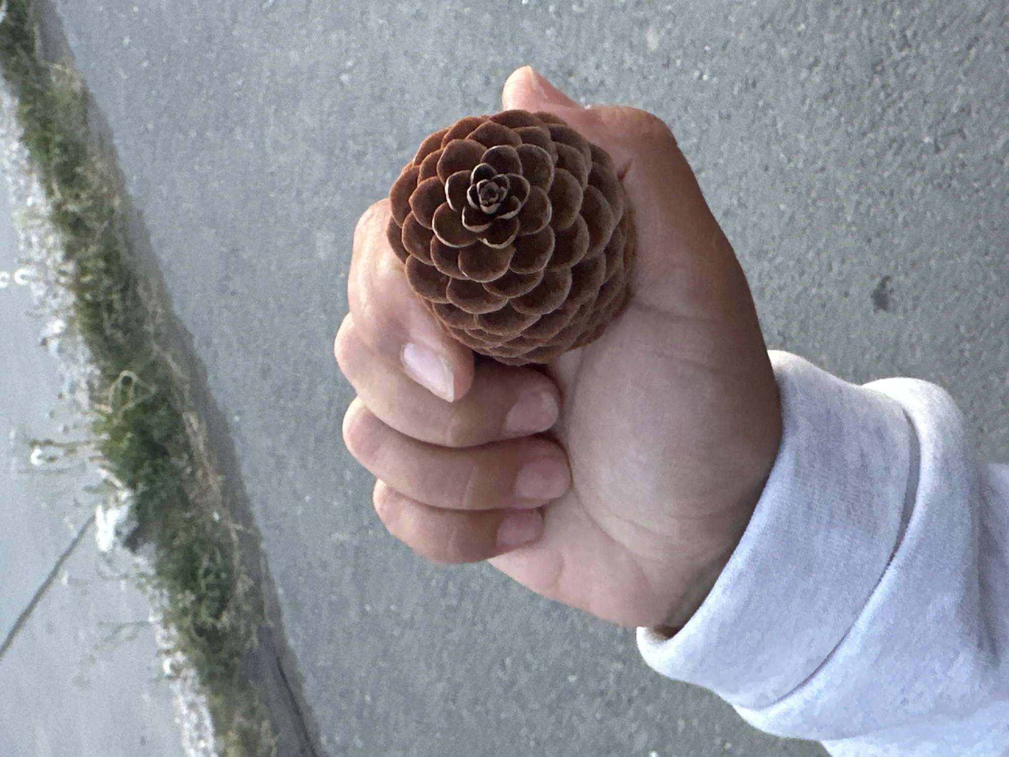 A hand holds a pinecone. The pinecone is brown and conical in shape, with a tightly packed spiral pattern of scales. The hand is light-skinned with short fingernails. The person wears a white long-sleeved shirt. The background is blurred, but appears to be a gray concrete sidewalk. A strip of grass and weeds is visible on the left edge of the frame.