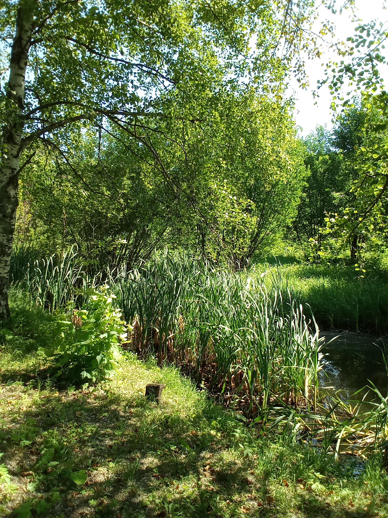 The image depicts a sunny scene of a natural environment with abundant greenery. In the foreground, a body of water is bordered by tall, slender green reeds. Adjacent to the reeds is a grassy area with dappled sunlight and shadows, featuring a small, dark wooden stake planted in the ground. A prominent birch tree with its characteristic white and black bark stands to the left, its branches extending upwards and casting shadows. The middle ground and background are filled with lush, dense foliage of trees and shrubs, creating a sense of depth. The overall impression is one of a tranquil, natural landscape, likely a park or a wooded area. The image has been tagged as being located in the city of Belozersk, Russia.