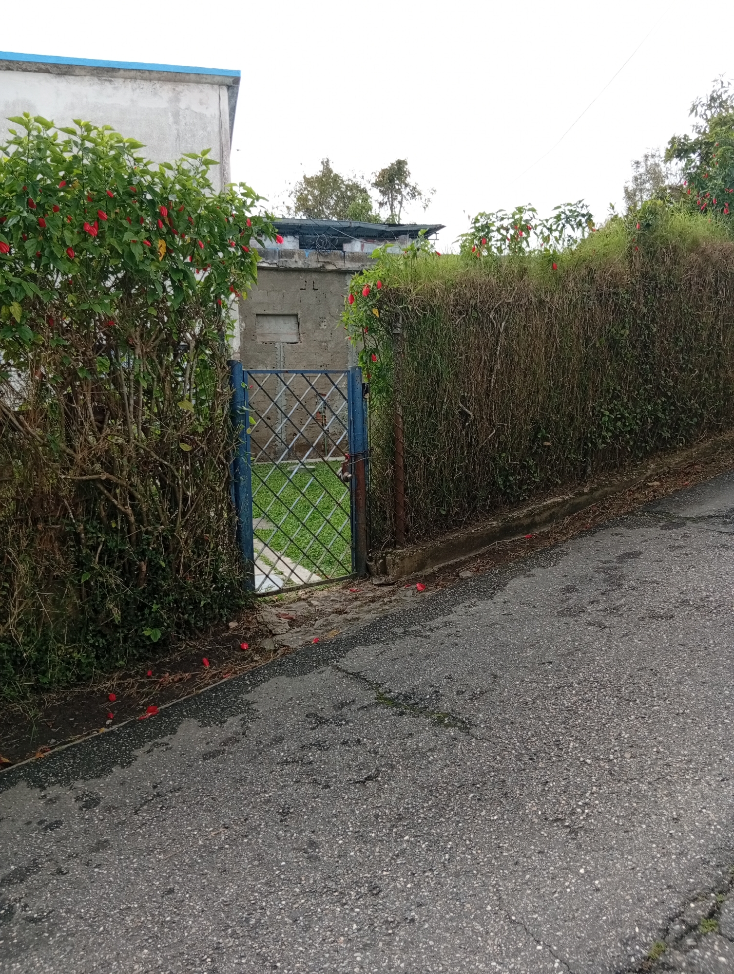The image shows a narrow, paved street in San Antonio de Los Altos, Venezuela, leading uphill. The street is bordered by a dense, dry hedge on the right and a lush, overgrown bush with red flowers on the left. A blue metal gate with a diamond pattern is open, revealing a patch of green grass and a pathway inside. Behind the gate, a rough concrete building with a small, rectangular window is visible. The sky is overcast, and scattered red flower petals lie on the asphalt and the edge of the walkway.