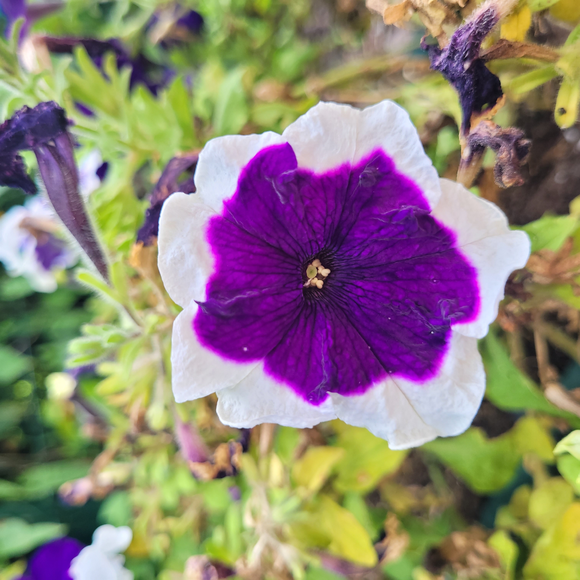 A close-up, slightly angled shot focuses on a single, white petunia flower with a deep purple center. The petals are delicate and slightly ruffled, with the purple color bleeding into the white at the edges. The flower's stamen are visible at its center, appearing light yellow. The background is a blur of green foliage, with hints of other purple and white flowers and dried brown leaves interspersed. The scene suggests an outdoor garden setting. There are no people or animals present.