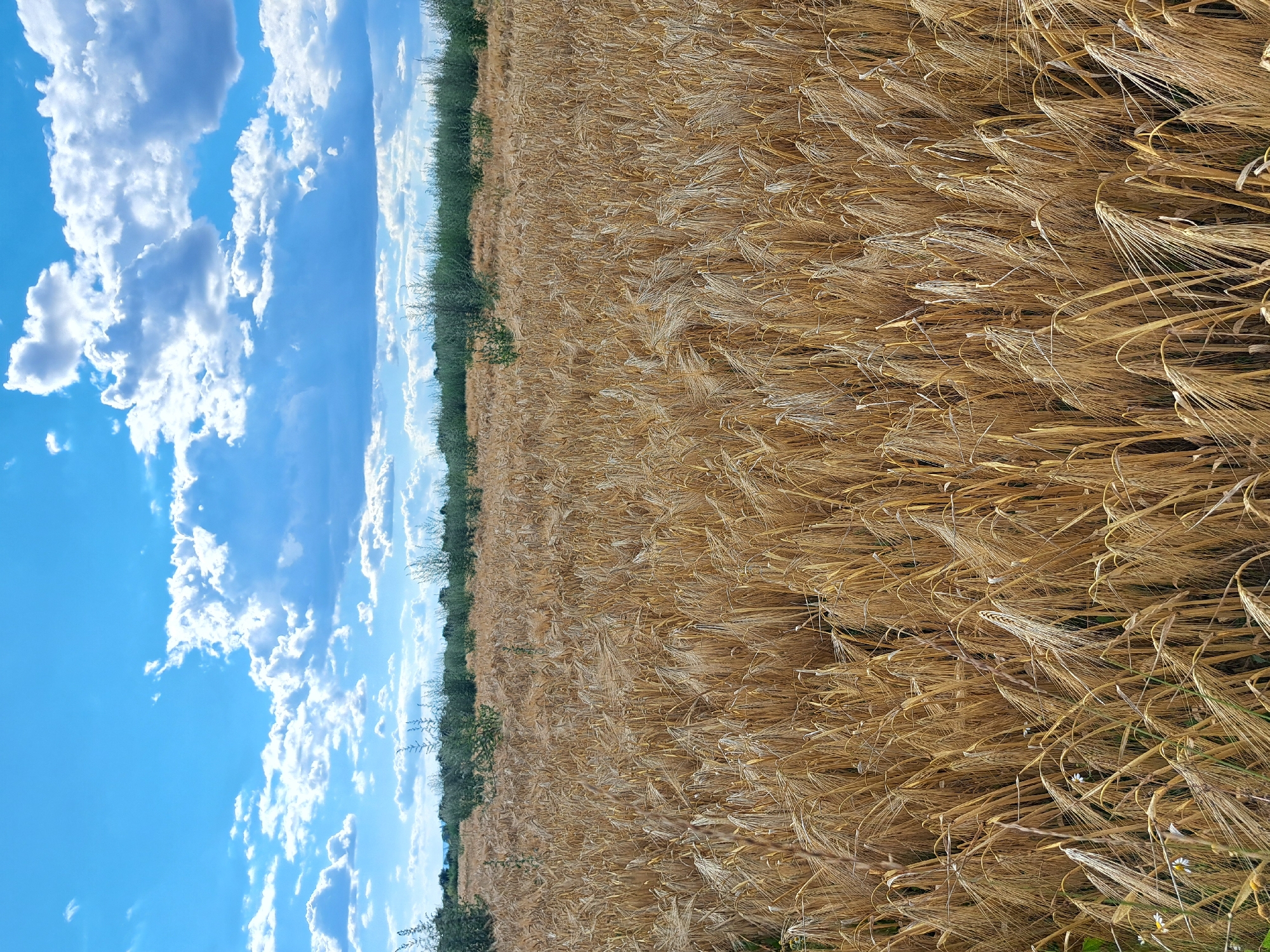 An outdoor, eye-level, full shot captures a golden field of wheat under a bright blue sky dotted with fluffy white clouds. The wheat, ripe and golden, dominates the foreground and middle ground, swaying gently. In the background, a line of dark green bushes and trees creates a natural border. The sky is a vivid blue, with large, cumulus clouds casting soft shadows. The scene is set in a rural environment, likely a farm or open countryside. There are no people or animals visible in the image.