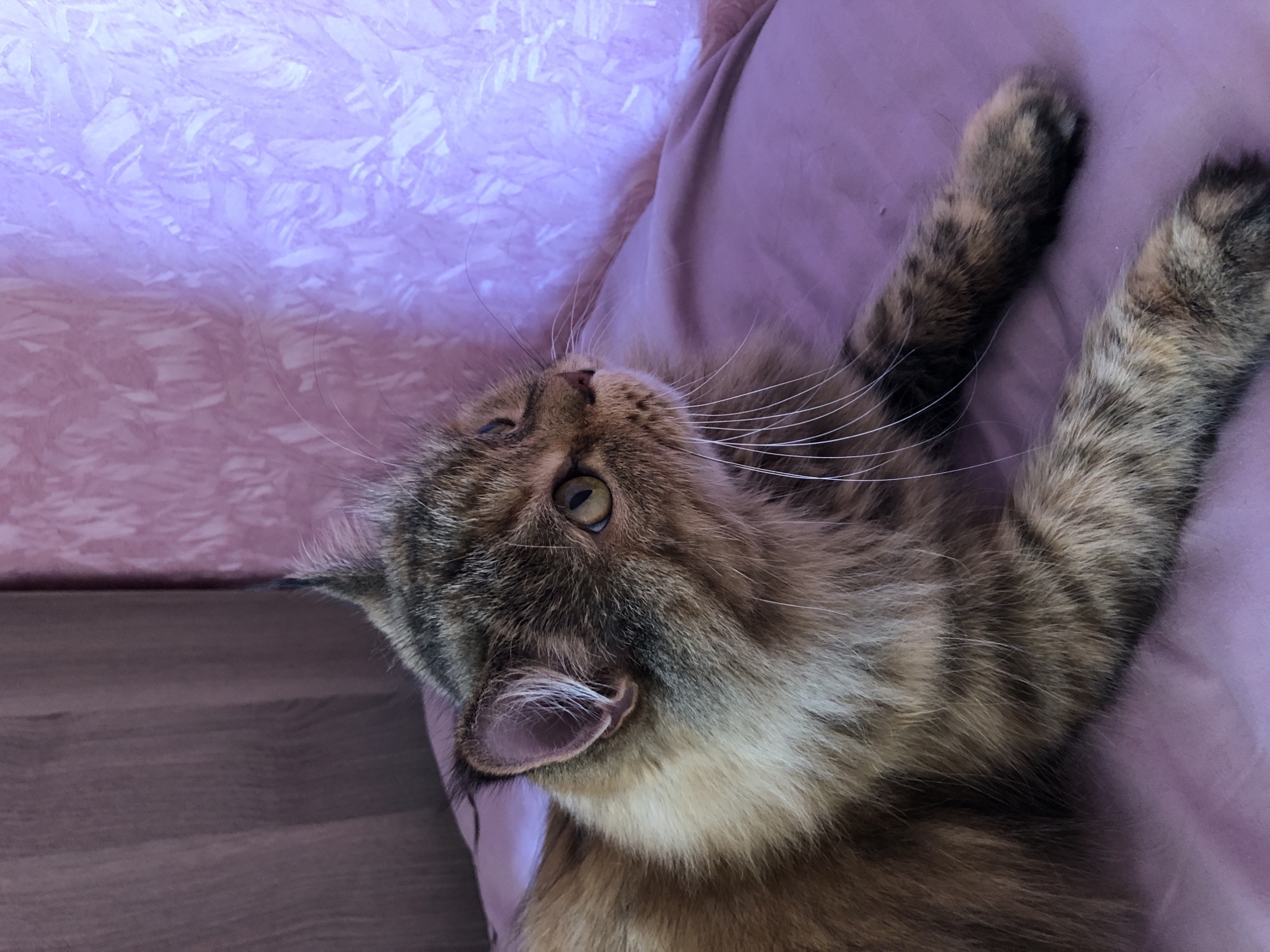 A close-up, eye-level, medium shot captures a long-haired tabby cat reclining on a smooth, lavender surface, likely fabric. The cat faces right, its gaze directed upwards and to the right, with its body angled slightly away from the viewer. The cat's fur exhibits a rich brown tabby pattern, with distinct markings on its face, ears, and body. Its eyes are open and appear to be a light yellow or green. The background is divided, with a darker, muted lavender curtain on the left and a lighter, textured lavender fabric with a pattern on the right, suggesting an indoor setting. The lighting appears soft, casting subtle shadows and highlighting the texture of the cat's fur and the background materials. No people or other animals are visible in the frame.