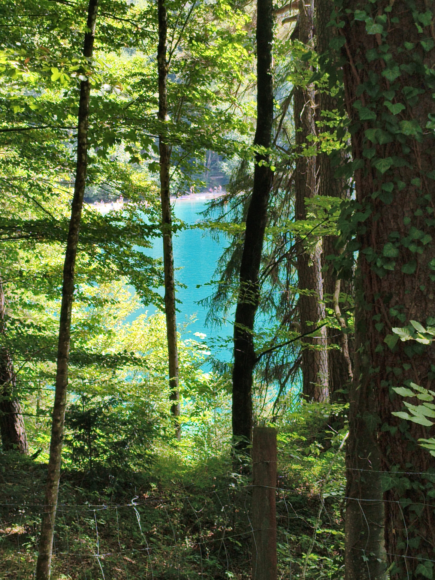 The image captures a view through a dense forest towards a vibrant turquoise body of water, likely a lake or river, under a bright, sunny sky. Tall trees with lush green foliage dominate the foreground, their trunks appearing dark and textured. Sunlight filters through the leaves, creating dappled patterns on the forest floor and illuminating some areas with a bright yellow-green glow. A rustic wire fence with visible metal posts stretches across the lower portion of the frame, suggesting a boundary or enclosure. In the distance, beyond the trees, the bright blue water is visible, reflecting the sunlight. The scene evokes a sense of natural beauty and tranquility. The location is the Alpsee in Schwangau, Germany.