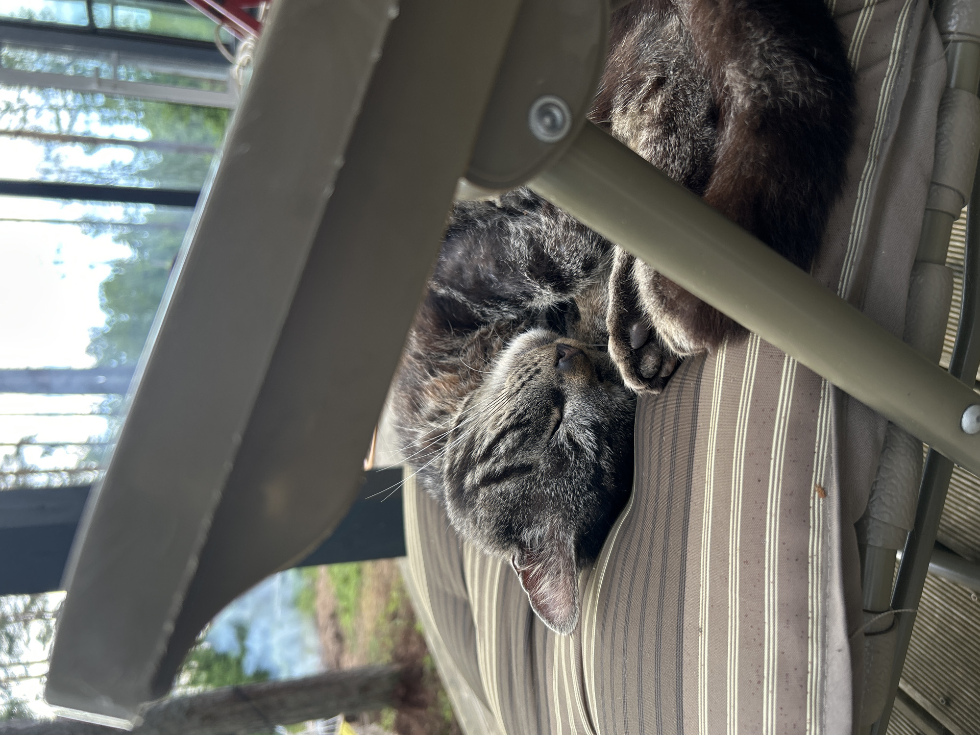 A tabby cat sleeps curled up on a striped cushion on an outdoor chair. The chair is positioned on a wooden deck, with a blurred background of trees and a body of water, suggesting a natural or rural setting. The scene appears to be a peaceful, private outdoor space. There are no people visible.