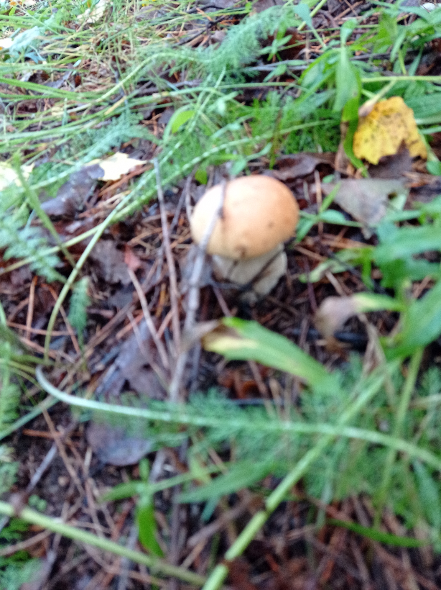 The image depicts a forest floor scene in Degtyarsk, Russia, with a focus on a single mushroom. The mushroom has a light brown cap and a white stem, partially obscured by surrounding foliage. The environment is characterized by damp earth, fallen pine needles, and green grasses and ferns. The lighting suggests it is daytime, possibly overcast. The image is taken from a low angle, close to the ground, capturing the natural habitat of the mushroom. There are no people or animals visible in the frame. The overall scene is one of natural growth and decay in a woodland setting.