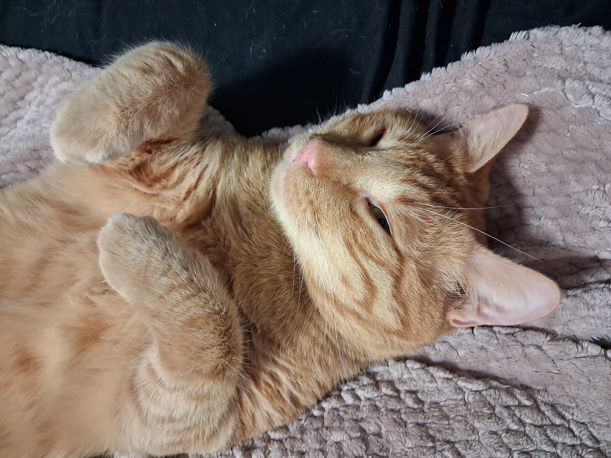 An orange tabby cat lies on its back on a gray, textured blanket. Its front paws are curled up near its chest. The cat's eyes are partially closed. The background is dark, possibly a black surface. The location is not discernible as Varna, Bulgaria.