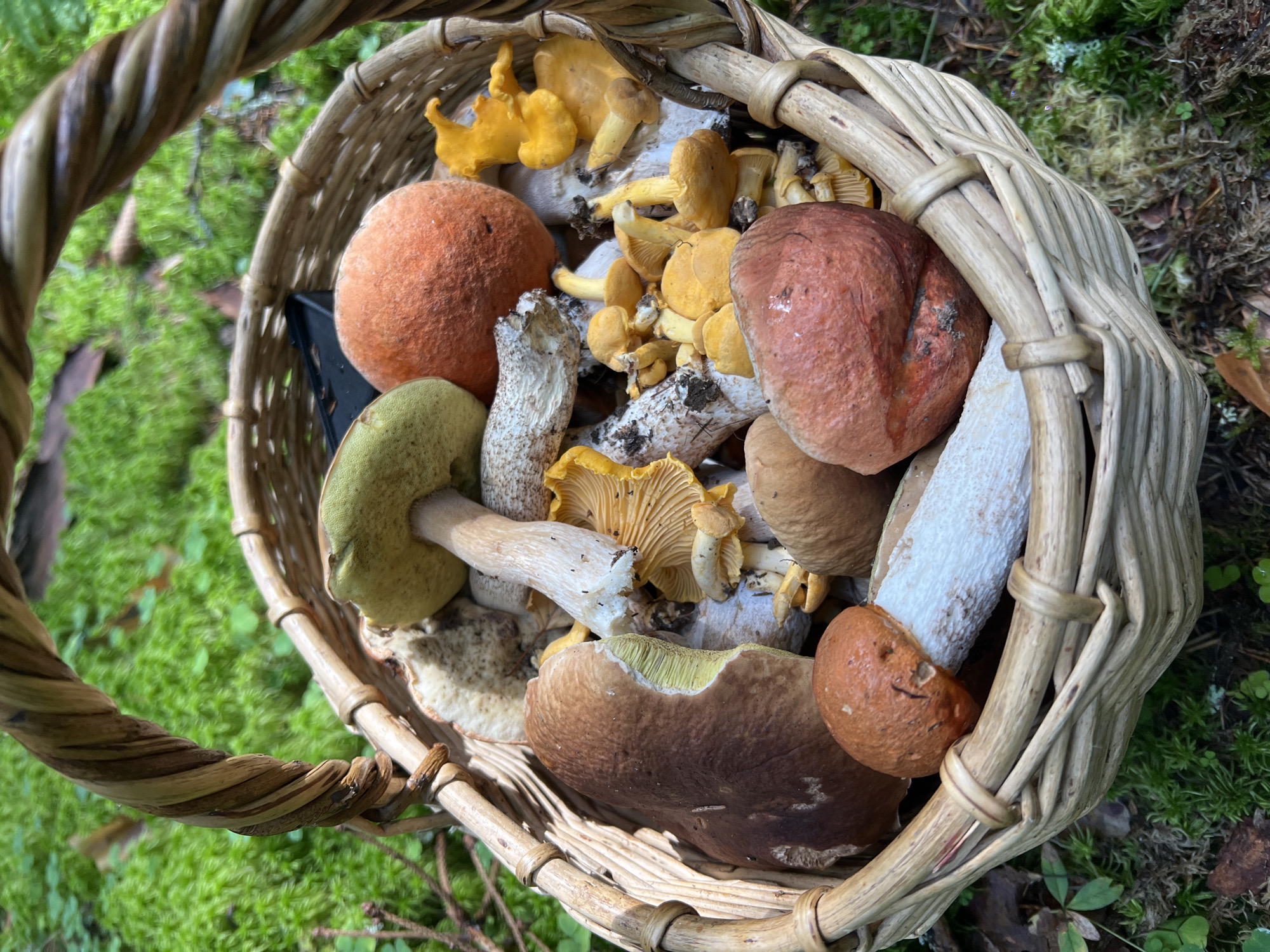 A woven basket filled with various mushrooms sits on the forest floor, which is covered in moss and leaf litter. The mushrooms are of different shapes and colors, including brown, orange, and yellow varieties. Some of the mushrooms have thick stems and wide caps, while others are smaller and more delicate. The basket handle is made of twisted branches. The background is a blurred green landscape, indicating an outdoor, natural setting.