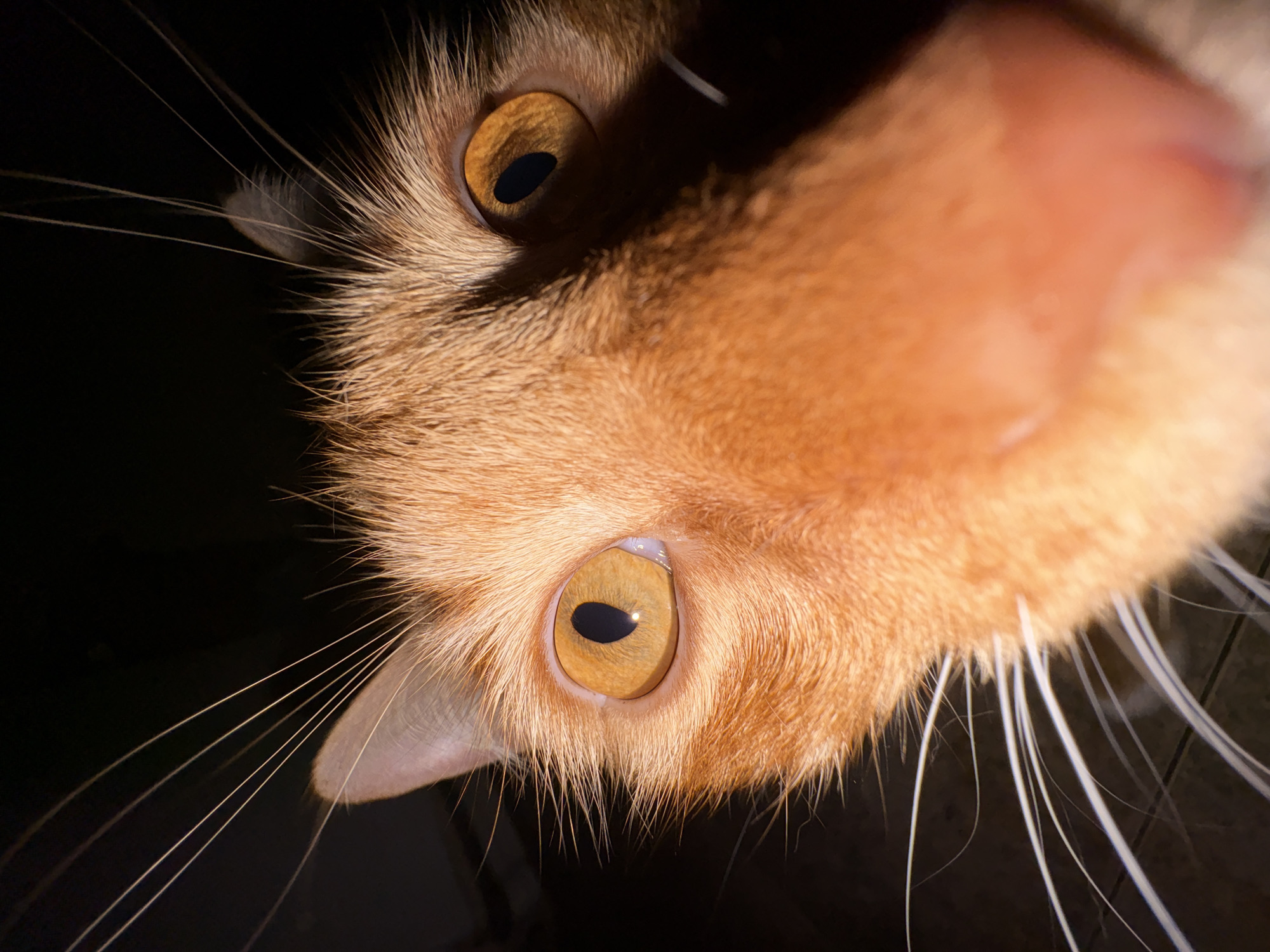 A close-up, low-angle, wide-angle shot captures the face of an orange tabby cat. The cat's dominant features are its large, amber-colored eyes with dark pupils, which are prominent in the frame. Long, white whiskers fan out from its nose and cheeks. The fur is a warm orange hue, with individual hairs visible. The background is dark and out of focus, providing no discernible environmental context within the city of Vratsa, Bulgaria. The lighting appears to be artificial and harsh, casting shadows on the cat's face, particularly on the right side, highlighting the texture of its fur and the contours of its nose. The image is detailed and focused on the cat's facial features, suggesting a deliberate, intimate portrait. There are no people, objects, or actions that place this image within the city of Vratsa, Bulgaria.