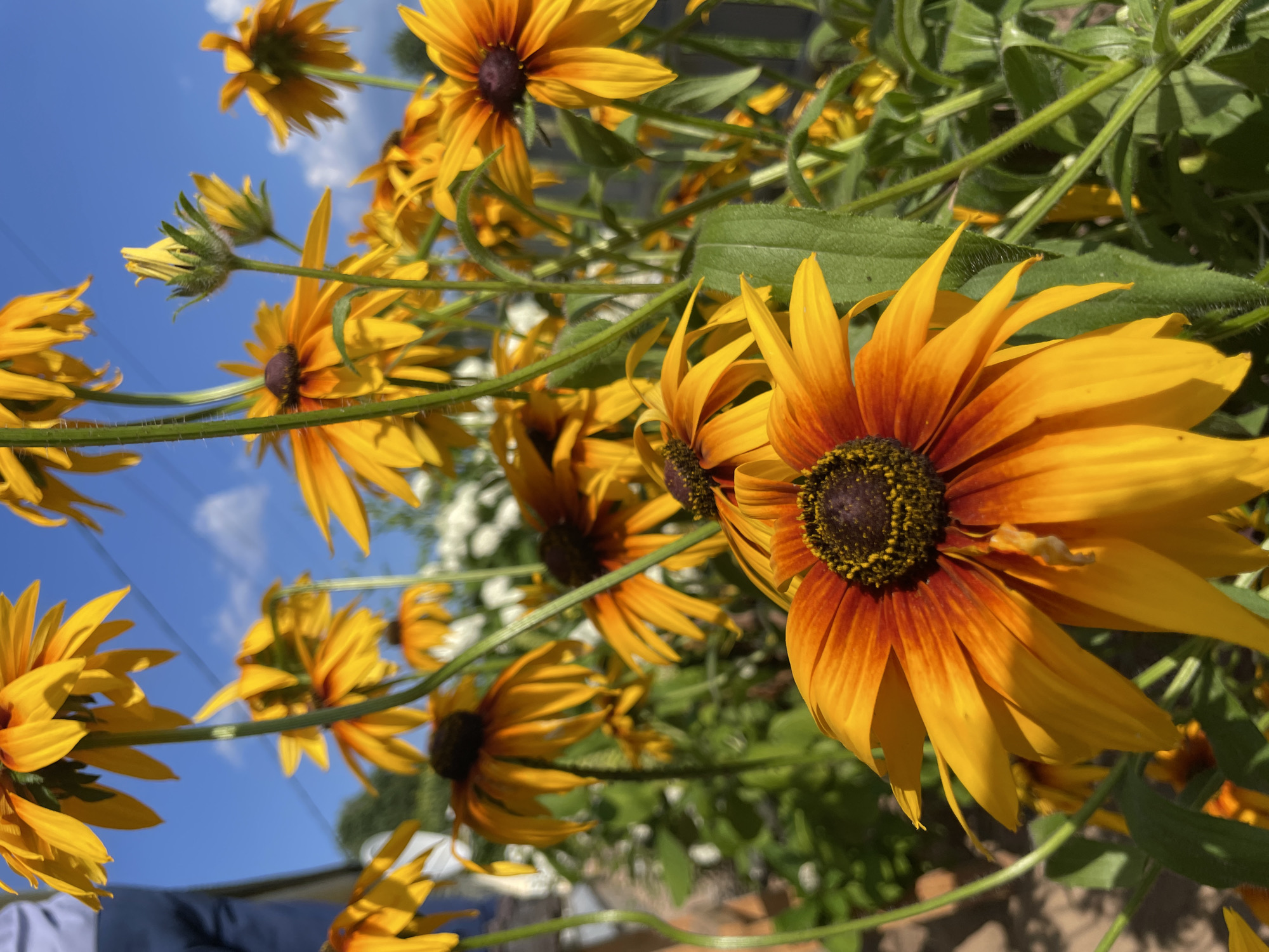 This close-up, low-angle shot features a cluster of Black-eyed Susans with bright yellow petals fading to a fiery orange at their base, surrounding a dark, textured center. The flowers are in full bloom, with some petals slightly curled and others pointed upward. The foreground is dominated by a large Black-eyed Susan, its petals appearing almost translucent in the sunlight. Several other flowers and buds are visible in various stages of bloom, creating a sense of abundance.
The setting is outdoors, with a clear blue sky and wispy white clouds visible in the background. Green foliage and stems intertwine with the flowers, adding depth and texture to the scene. The sunlight suggests it is daytime, likely midday, given the bright, direct illumination. The image's orientation is tilted, giving a dynamic perspective as if looking up through the flowers.
While no people are directly visible, a hint of blue fabric, possibly clothing or a blanket, is present in the lower left corner, suggesting a human presence in the vicinity. The vibrant colors of the flowers and the bright sky evoke feelings of warmth, cheerfulness, and the beauty of nature. The location context places this scene in Дресвяново, Russia. There is no visible text within the image.