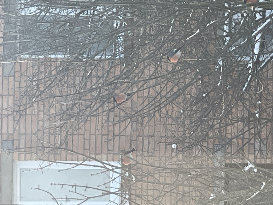 This image, captured in Syasstroy, Russia, depicts a winter scene featuring three male bullfinches (Pyrrhula pyrrhula) perched on the bare, sparsely snow-dusted branches of a deciduous tree. The birds, characterized by prominent reddish breasts, gray backs, and black caps/wings, are positioned across the frame. One bullfinch is located in the upper-middle, facing left. A second is situated in the lower-left, also facing left. A third is visible in the lower-right, facing right. The background consists of a light brown brick building, displaying two white-framed windows; one is prominent on the left, and another is partially obscured by tree branches on the right. The overall environment indicates a cold, clear day in an urban or residential setting.