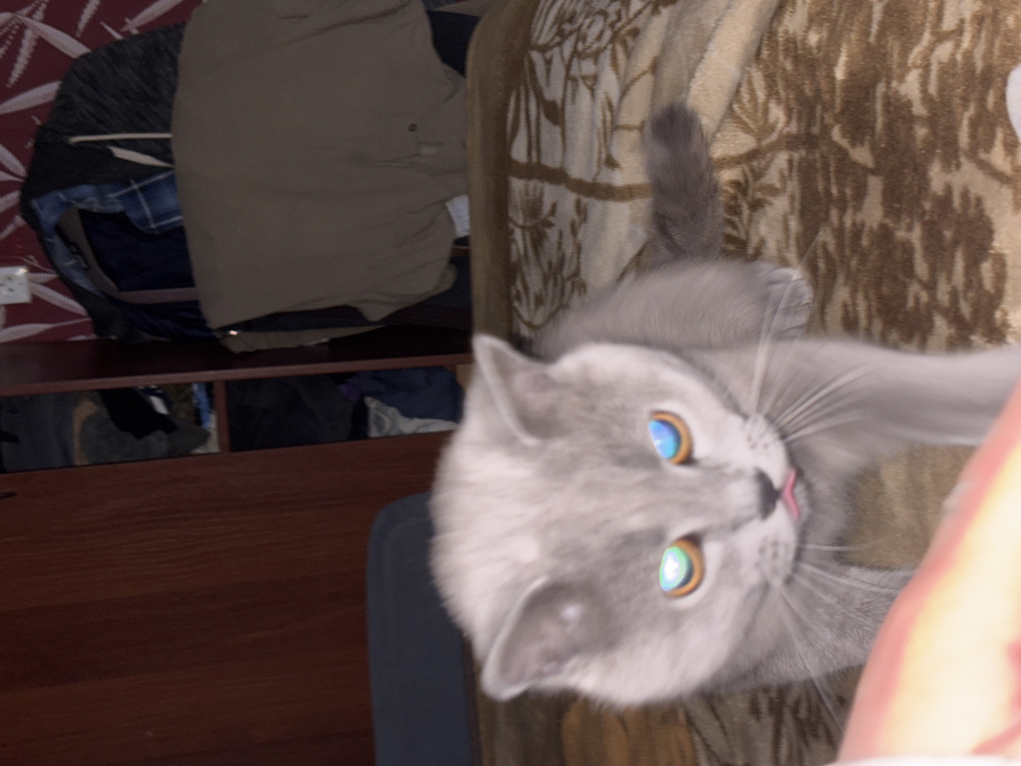 A close-up shot features a grey cat with striking blue and yellow eyes. The cat's tongue is slightly visible. The background includes a patterned brown blanket, a wooden dresser with items stored underneath, and a wall with patterned wallpaper. The city and country (Фоки, Russia) are not verifiable from the image.