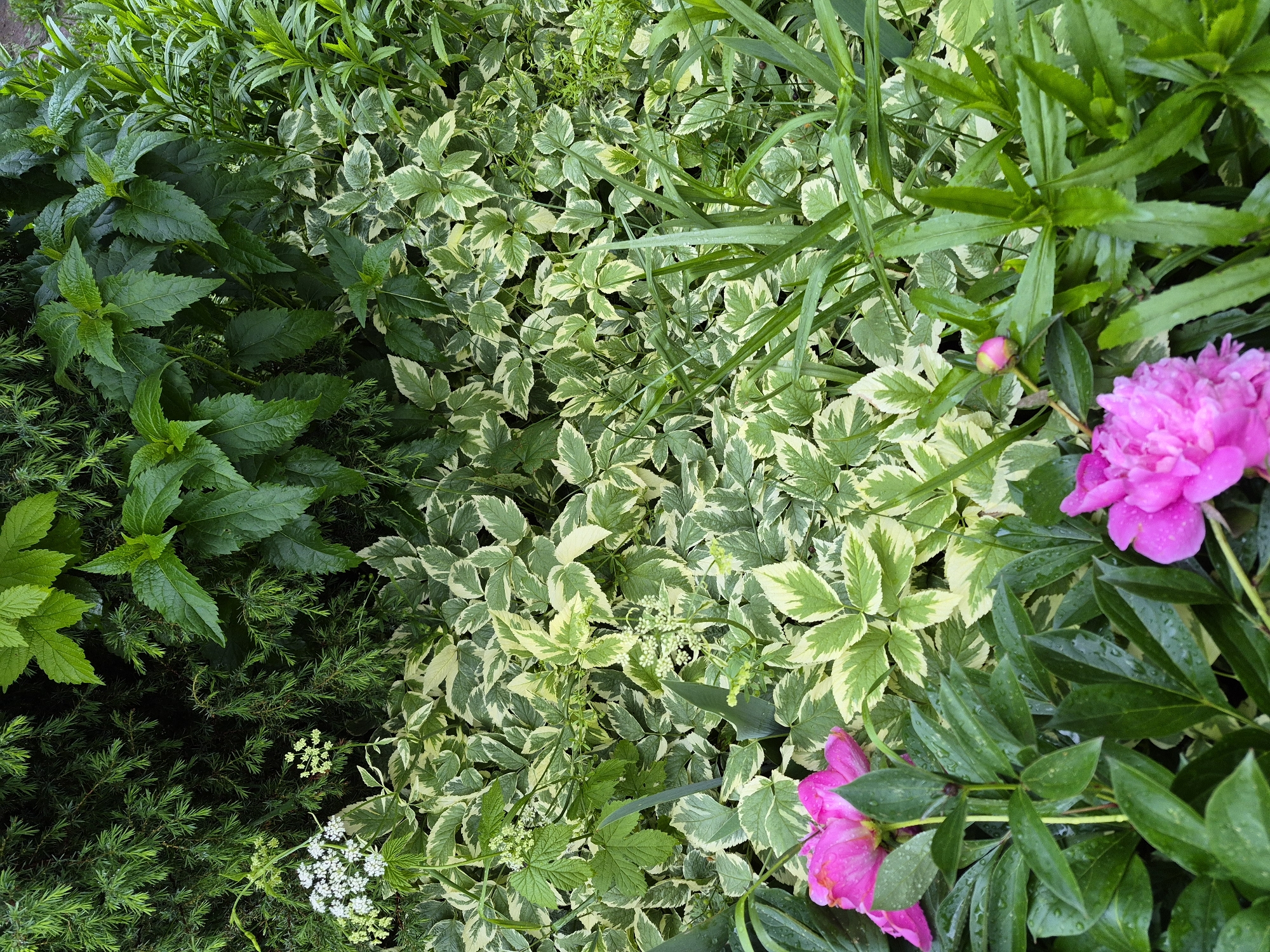 The image captures a dense garden scene located in Hlevakha, Ukraine. The upper left portion displays dark green coniferous foliage with fine needles. Towards the upper right, a plant with larger, medium-green leaves and serrated edges is visible. The central and mid-ground is primarily occupied by a broad expanse of variegated foliage, characterized by leaves with irregular creamy white or pale yellow margins and green centers. Several clusters of small, white umbelliferous flowers emerge from this variegated groundcover. In the lower left, a large, vibrant pink peony flower is in full bloom, with its petals and surrounding dark green leaves covered in numerous water droplets. A second, partially open pink peony bloom or bud is visible in the lower right, also exhibiting water droplets. Additional green foliage, including some narrow, grass-like blades, is interspersed throughout the composition. No human figures or man-made structures are present.