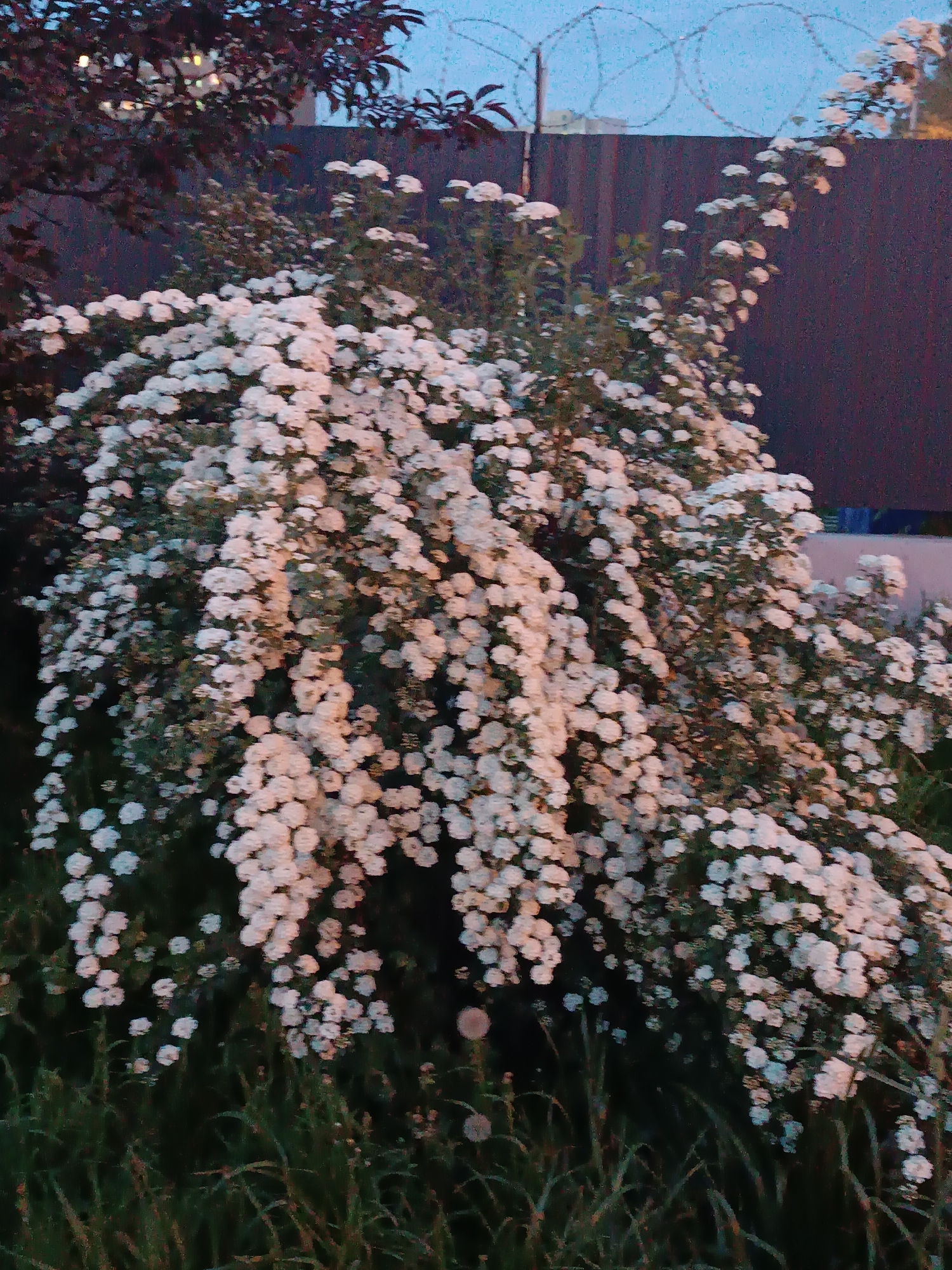The image shows a bush heavily covered in small white flowers, likely Spiraea, in front of a tall fence topped with barbed wire. The fence is dark in color. Some grass is visible at the base of the bush. To the left, a smaller tree with dark red leaves is partially visible. The lighting suggests it's evening or dusk. The location is Unknown, Unknown.