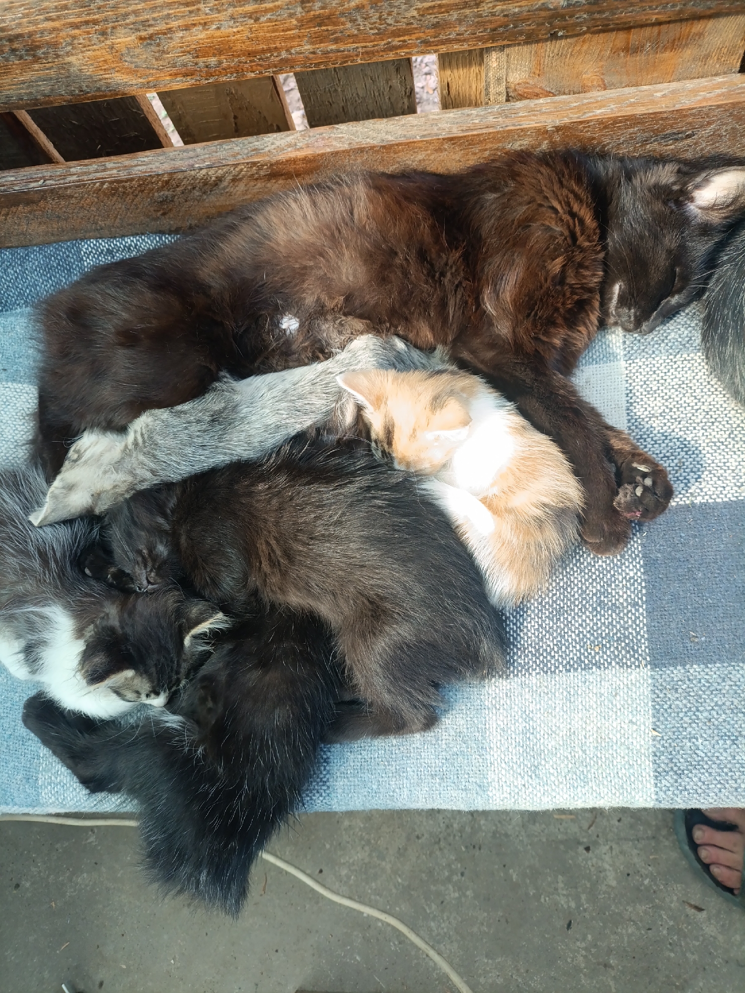 A mother cat with dark brown fur sleeps on a blue and white checkered blanket spread over a wooden surface, likely part of a bench or pallet. She is curled up, with several kittens nestled around her. One kitten, mostly black with white markings on its face and paws, sleeps at the bottom. Above it, another black kitten is partially visible. A calico kitten with patches of orange, white, and brown is nestled near the mother's head. A light grey kitten is also among the group. The kittens are all sleeping. The scene appears to be outdoors, with a wooden structure and concrete ground visible. A person's foot wearing a sandal is visible at the bottom right of the image. The location is Starokozache, Ukraine.