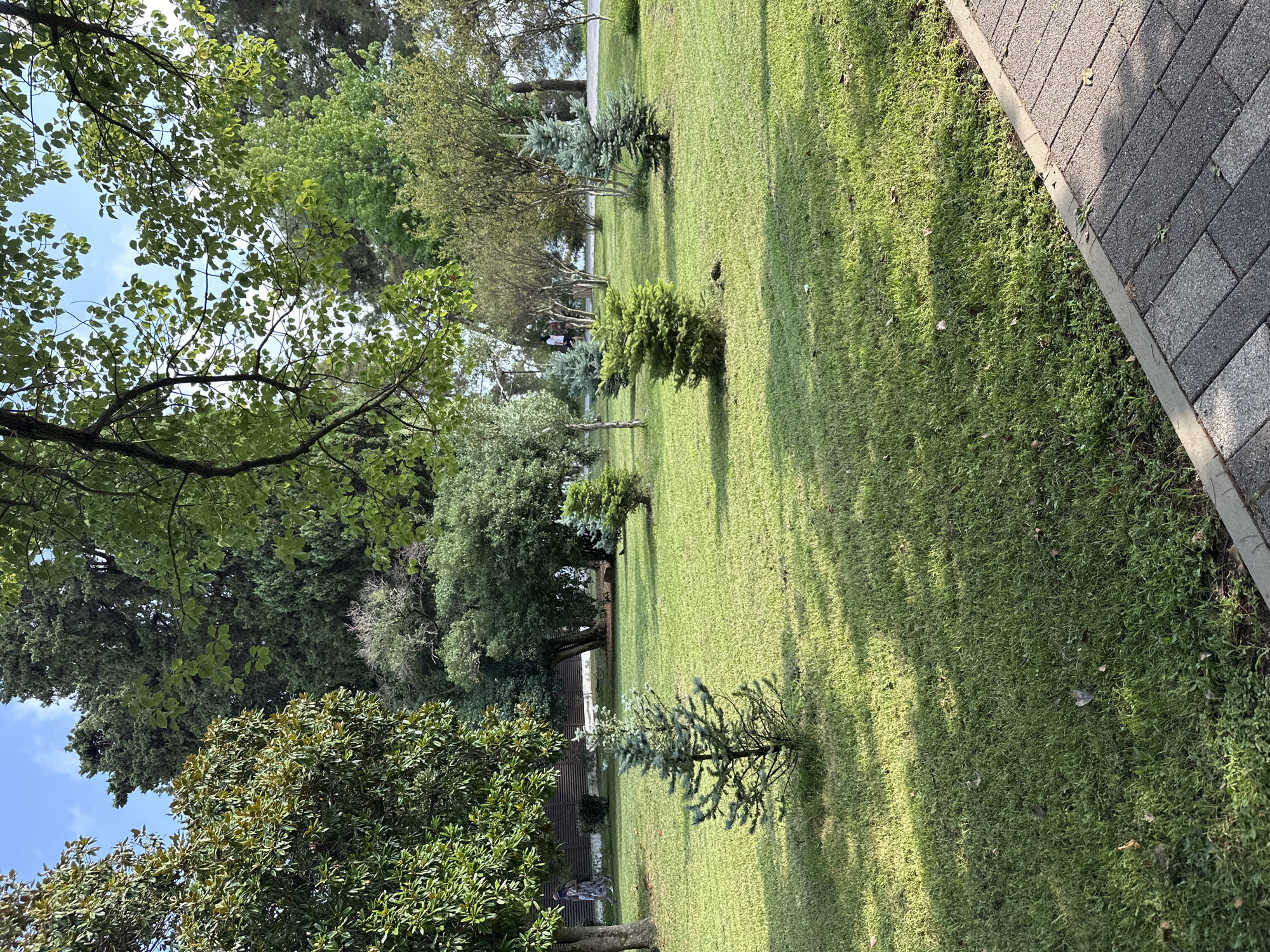 The image captures a park scene in Sochi, Russia, bathed in the dappled sunlight of late afternoon. A paved walkway, constructed with interlocking gray pavers, borders the right side of the frame, transitioning into a meticulously manicured lawn. The lawn is dotted with several young evergreen trees, their blue-green foliage casting sharp shadows. In the background, a variety of trees, some mature with dense canopies and others younger with sparser branches, create a lush green backdrop. The sky above is a clear blue, with a few wisps of white clouds. The overall atmosphere is tranquil and verdant, indicative of a well-maintained public park.