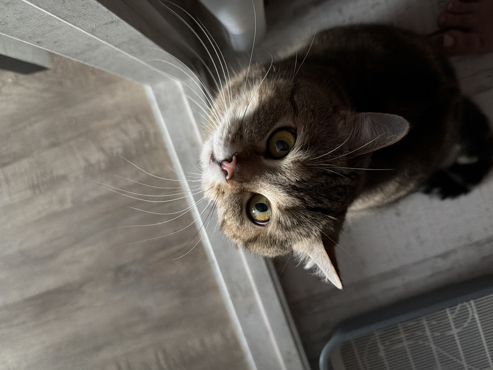 A brown and grey tabby cat with prominent white whiskers and large yellow-green eyes is depicted in a high-angle shot, looking directly upwards with its head tilted sharply back. The cat is situated indoors on a light-colored wooden or laminate floor. A portion of a grey, gridded litter box is visible to the lower left. To the right and behind the cat, a light-colored vertical doorframe or wall edge is present. Strong, directional lighting from an overhead source illuminates the cat's face and whiskers, casting shadows below its head. In the bottom right corner, the bare toes of a human foot are partially visible. The scene is located in a room in the city of Chaikovsky, Russia.