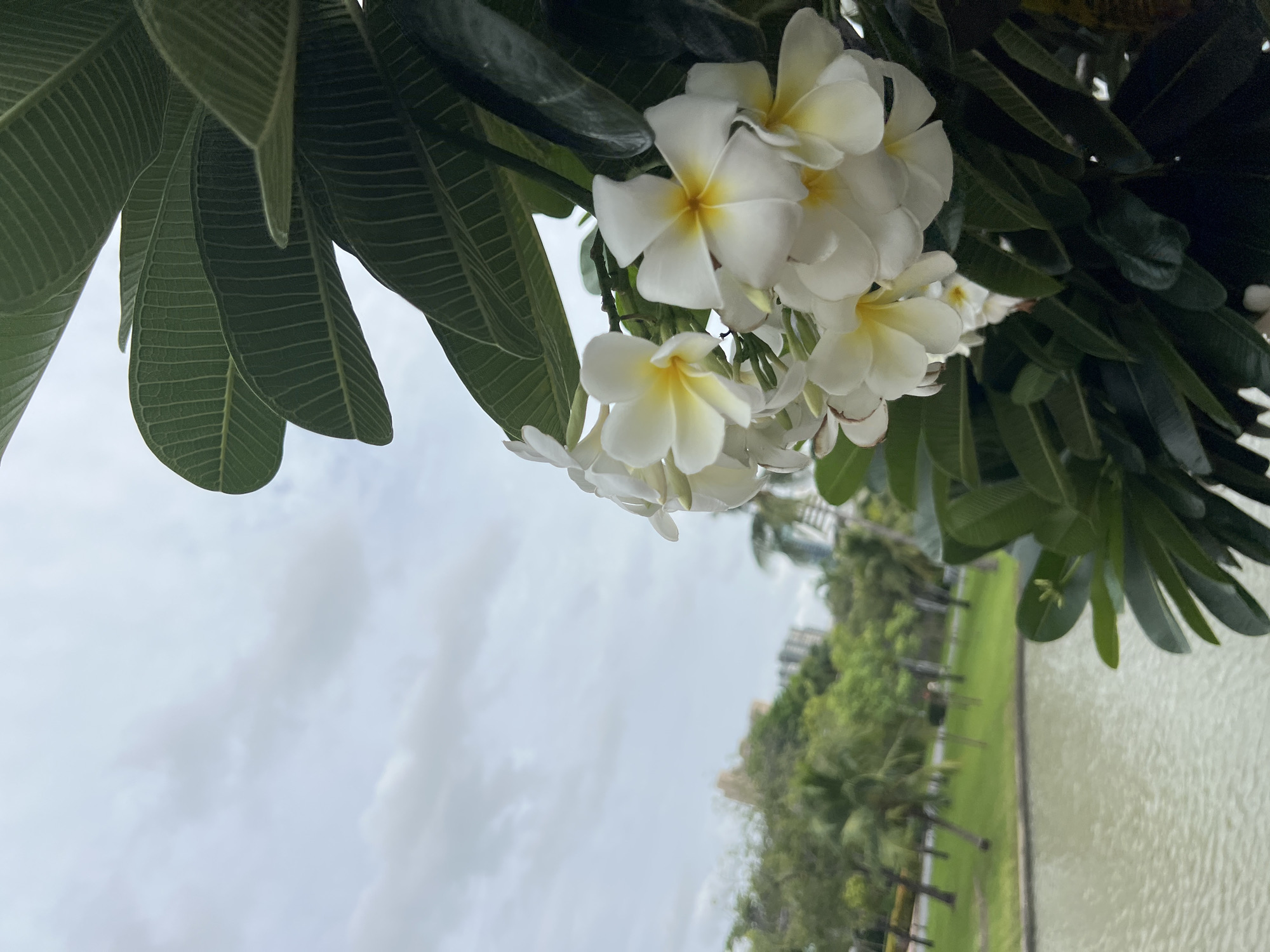 This image captures a cluster of white Plumeria flowers with yellow centers, adorned with lush green leaves, in the foreground. In the mid-ground, a serene body of water is visible, reflecting the overcast sky. Beyond the water, a well-maintained park unfolds with manicured green grass, a pathway, and a variety of trees, including palm trees. In the background, the urban skyline of Bangkok, Thailand, emerges, with buildings partially obscured by trees and a cloudy sky. The overall scene suggests a tranquil setting within a city park, likely Lumphini Park, known for its greenery and water features amidst the bustling metropolis.