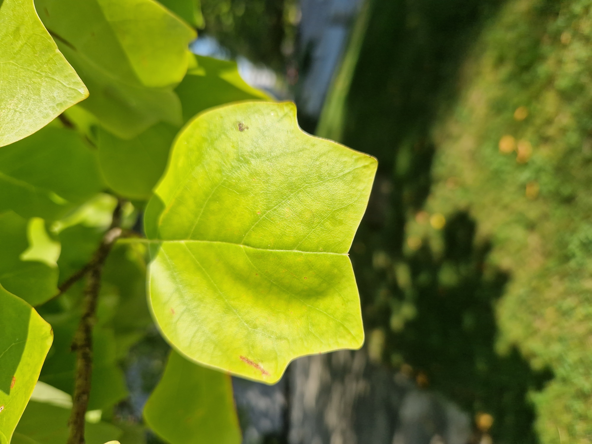 A close-up shot focuses on a single, large, vibrant green leaf hanging from a tree branch. The leaf is the central subject, with its distinct shape and intricate vein patterns clearly visible. Sunlight illuminates the leaf, creating subtle highlights and casting shadows. In the blurred background, a green lawn with scattered yellow flowers suggests an outdoor setting, possibly a park or garden. The environment appears natural and serene, with soft, out-of-focus elements adding depth to the composition. There is no visible indication of the city of Sofia, Bulgaria.