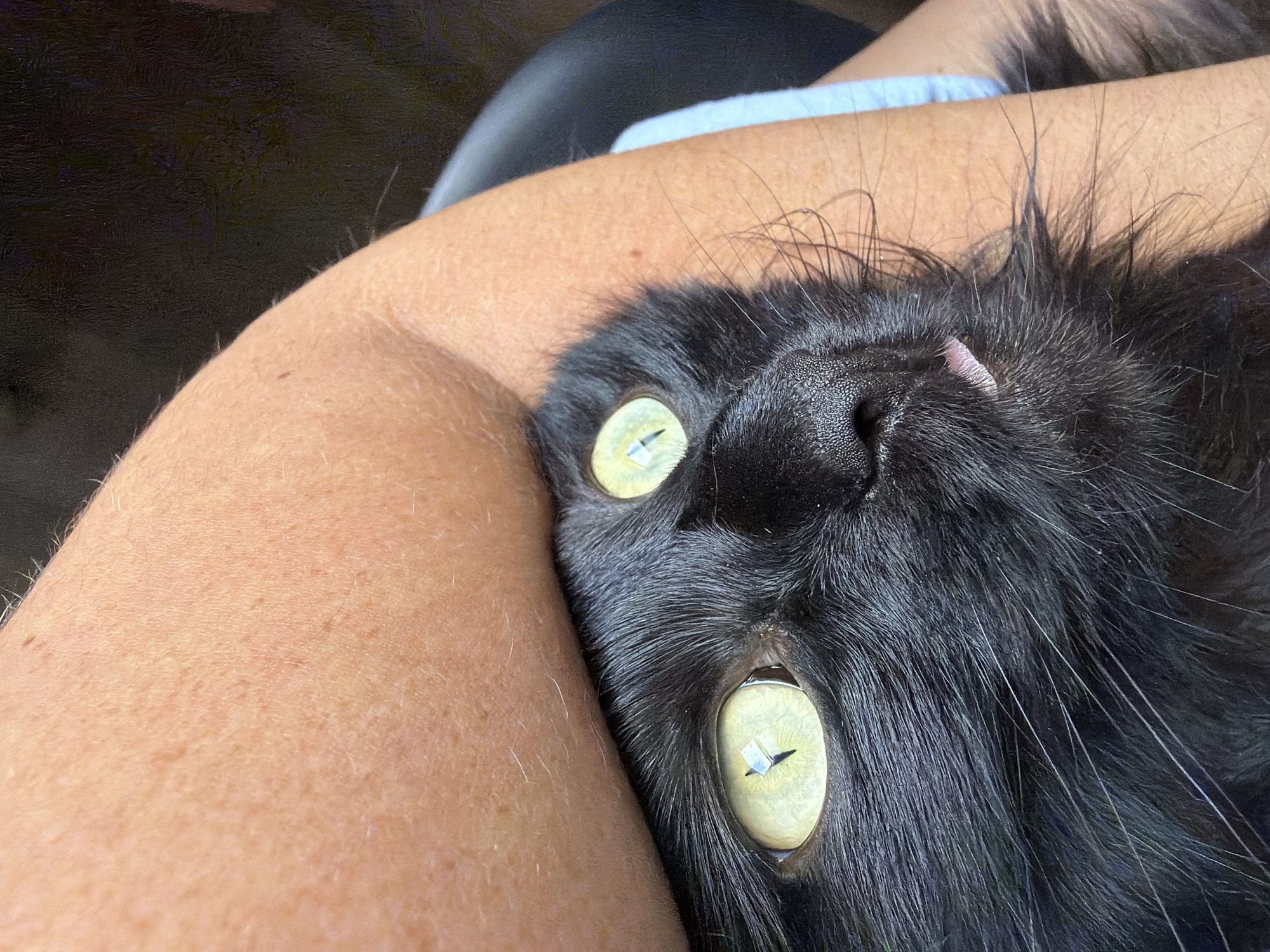 A close-up, high-angle shot captures a black cat's face and a person's arm. The cat's light green eyes are wide open, and its tongue is slightly extended. The cat's black fur contrasts with the light brown skin of the arm. The arm appears to be bent, cradling the cat's head. The background is dark and out of focus, suggesting an indoor setting. The image does not contain information that allows for the determination of its location in the city of Ust-Ilimsk, Russia.