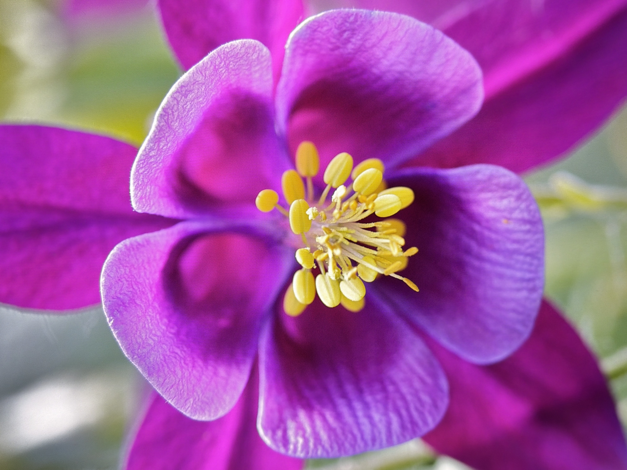 A close-up, macro photograph showcases the intricate details of a vibrant purple columbine flower. The focus is on the bloom's central reproductive parts, a cluster of bright yellow stamens topped with pollen. The delicate petals of the flower are a rich, deep purple, with some appearing almost translucent due to the lighting. The background is softly blurred, hinting at a natural, outdoor environment with hints of green foliage. There are no people, buildings, or specific Kyiv landmarks visible in this image; it is solely focused on the botanical subject.