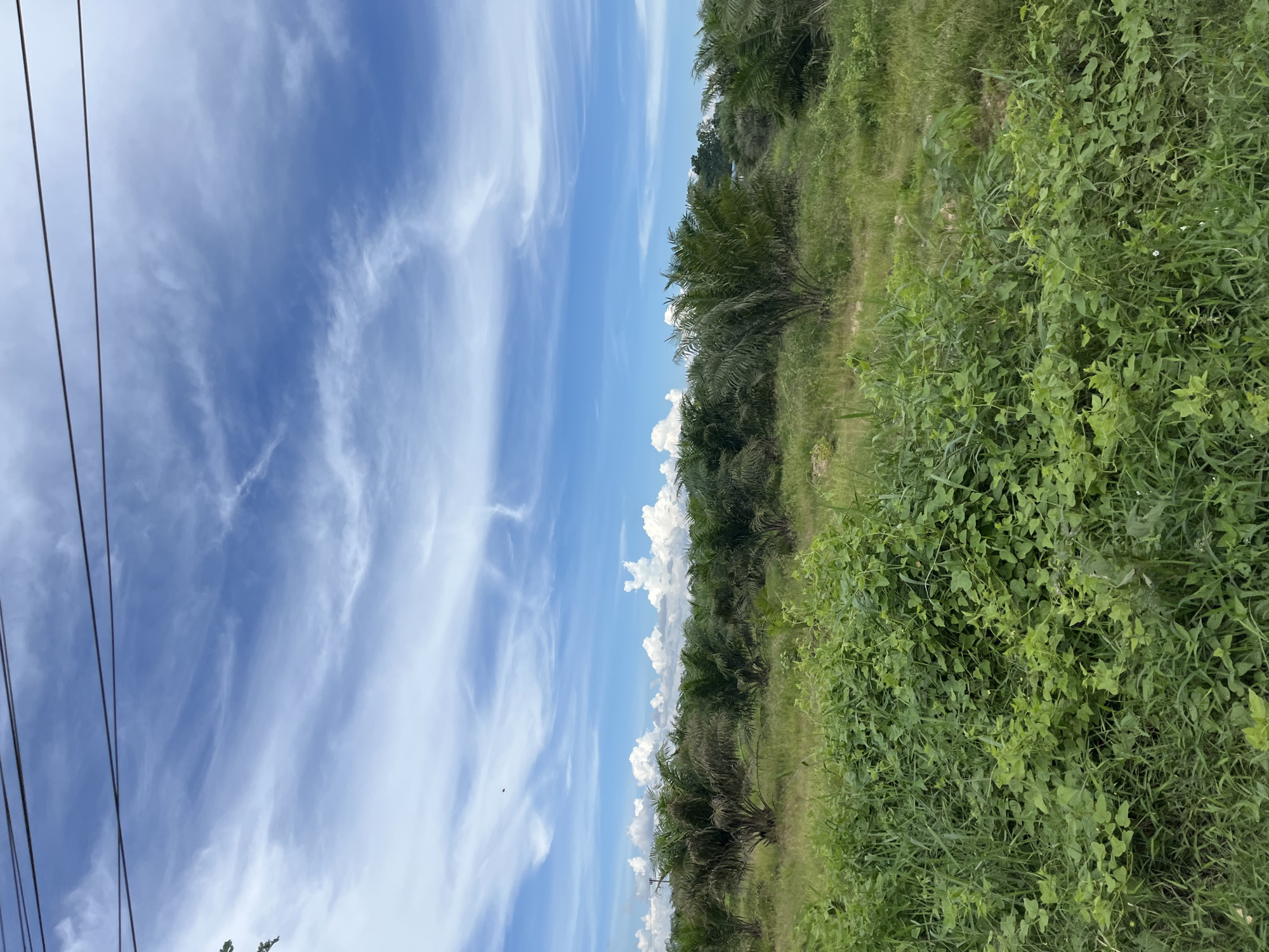 The image captures a rural landscape under a bright blue sky with wispy white clouds and overhead power lines. In the foreground, lush green vegetation, including tall grasses and leafy vines, dominates the scene. Beyond the dense undergrowth, rows of palm trees are visible, stretching into the middle ground. The palm trees appear to be part of a plantation, with some showing signs of drying or browning. The background consists of more trees and distant foliage, suggesting a natural environment. The overall impression is one of a tropical agricultural area, possibly in Simpangempat, Indonesia, with a clear, sunny day providing ample natural light. There are no people or animals present in the image.