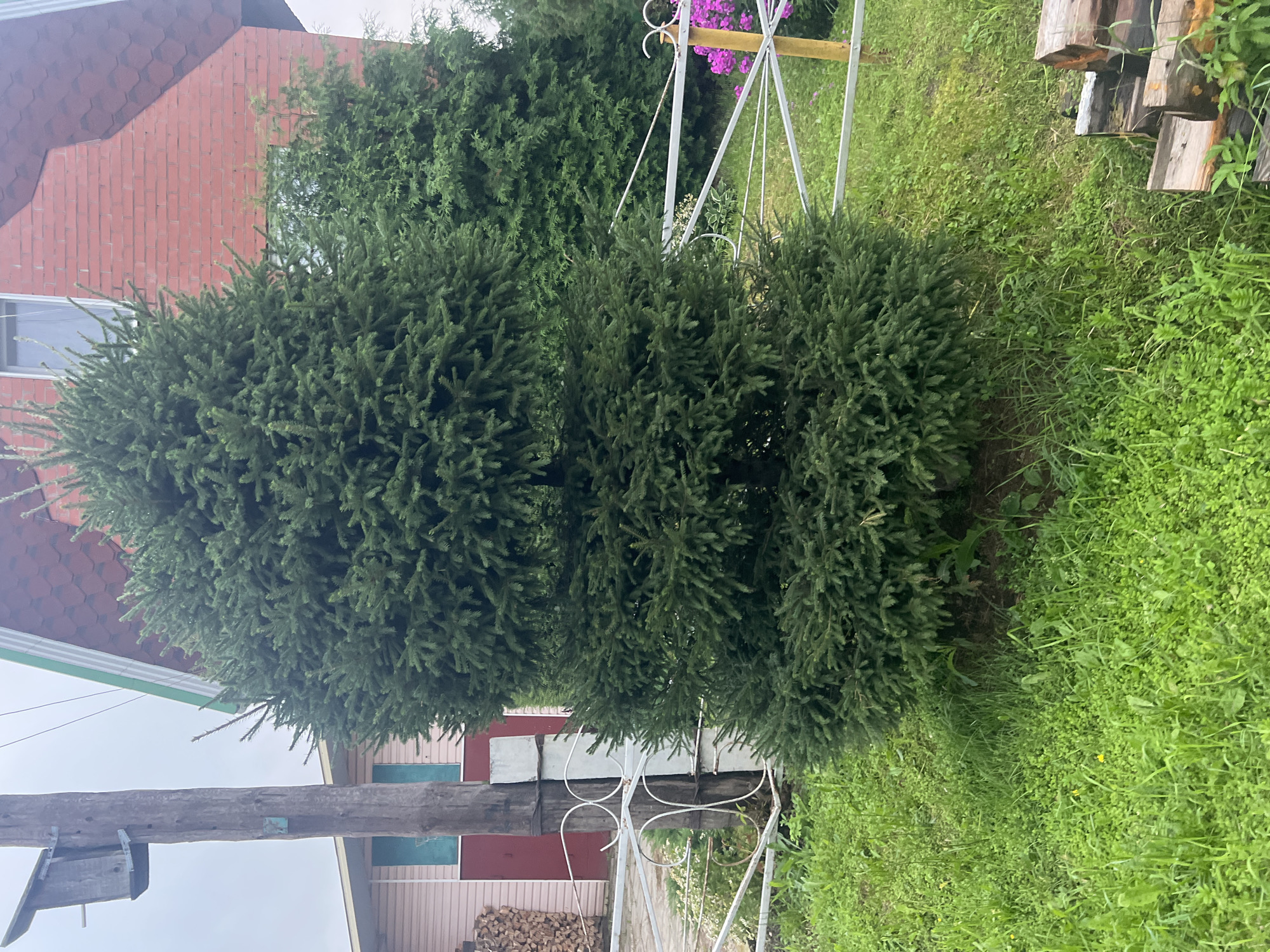 A dark green, conical spruce tree stands prominently in the foreground of this outdoor scene, situated in a grassy area. To the left of the tree, a wooden utility pole with a birdhouse attached is visible. Behind the spruce, a portion of a red brick house with a shingled roof is seen, along with another evergreen tree. A white metal fence runs horizontally across the mid-ground. The environment appears to be a rural or suburban setting, possibly a yard, with lush green grass and some flowering plants. The sky is overcast. This image was captured in the village of Nestjukovo, Russia.