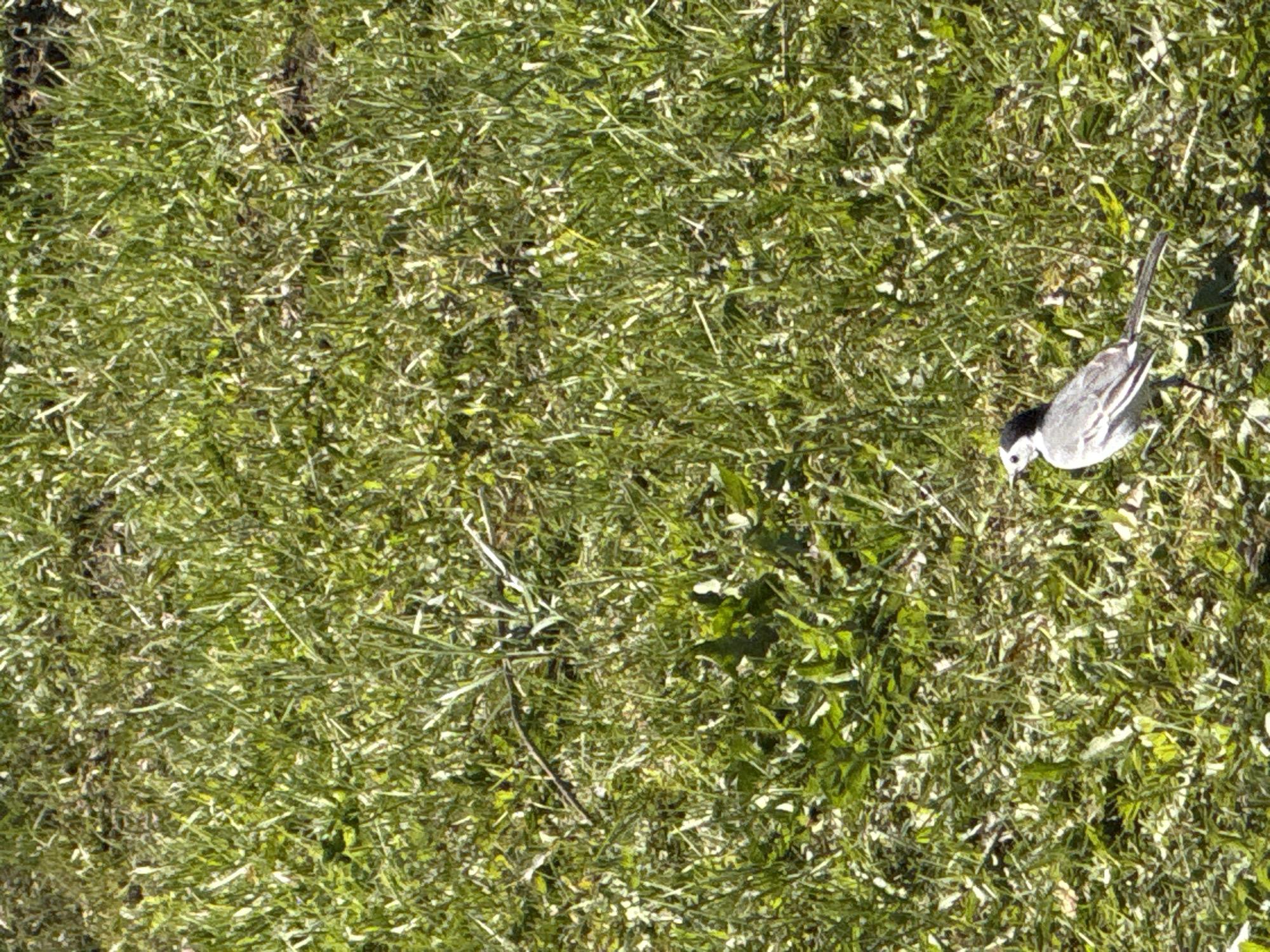 A ground-level, wide-angle shot depicts a patch of lawn. The grass appears slightly overgrown and partially dried out. A single white wagtail bird stands on the right side of the frame, head lowered as if feeding. There is no evidence to connect this scene to Rosstani, Russia.