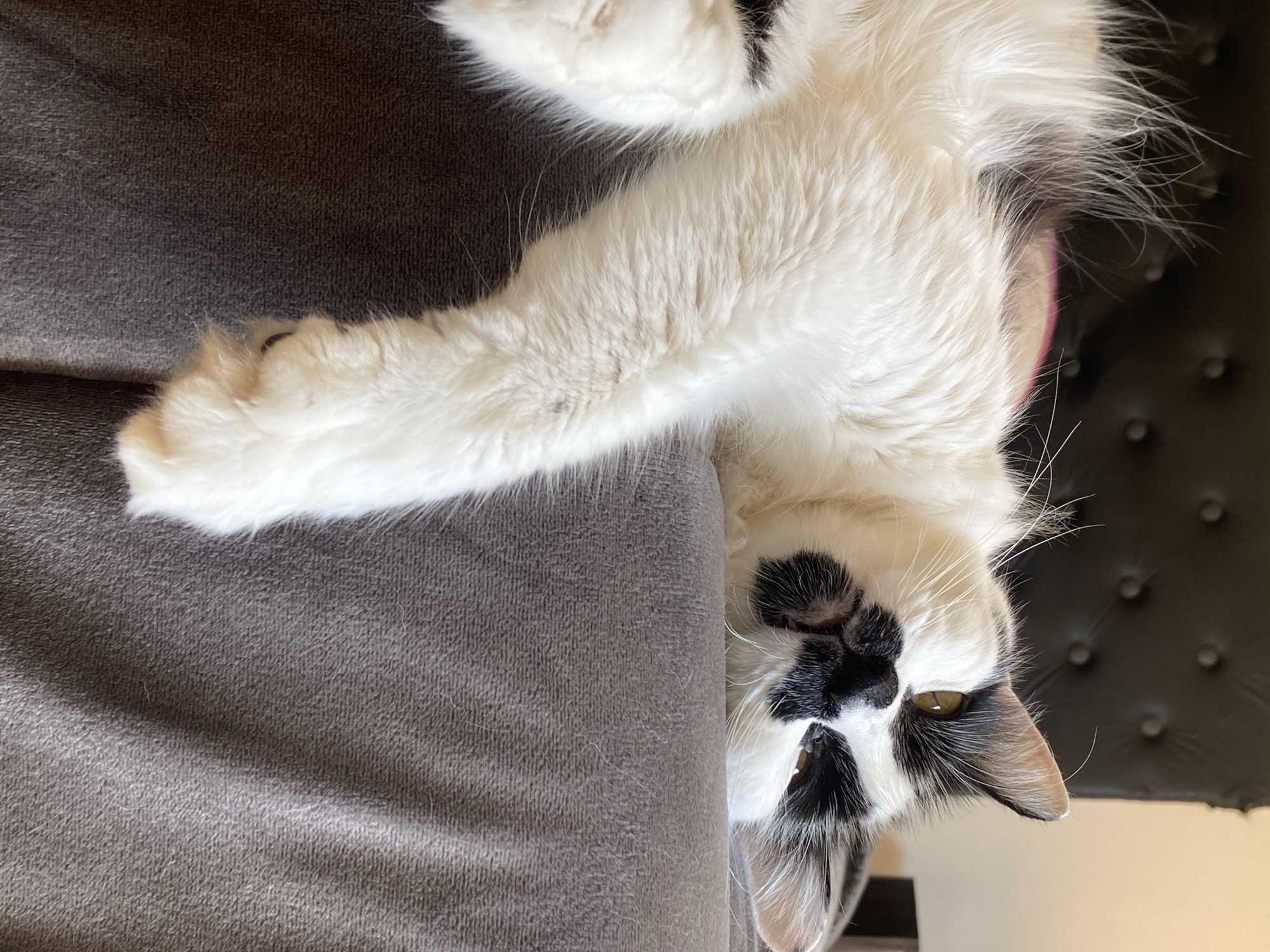 A white and black cat is lying upside down on a grey couch.