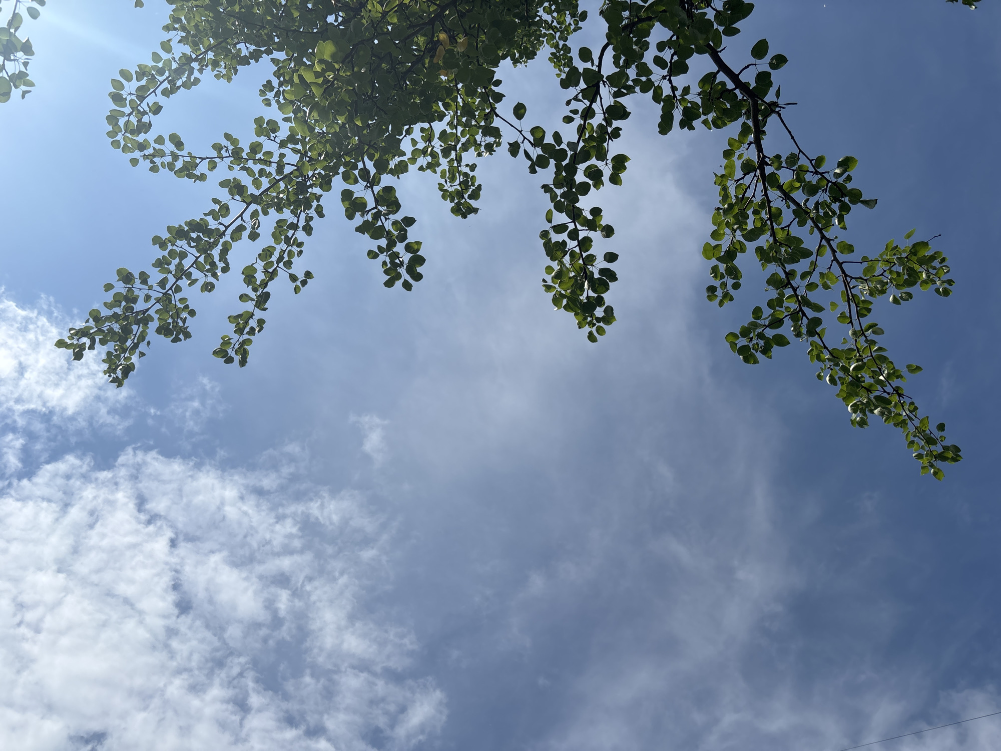 A low-angle shot captures a bright blue sky with scattered white clouds, seen from below a tree. The branches of the tree, laden with vibrant green leaves, extend into the frame from the right and lower portions of the image. The sunlight filters through the leaves, creating a dappled effect against the sky. The image appears to be taken outdoors, likely in a park or residential area, given the presence of foliage and the sky. The specific location in Vishnevka, Russia, cannot be determined from the visual information alone.