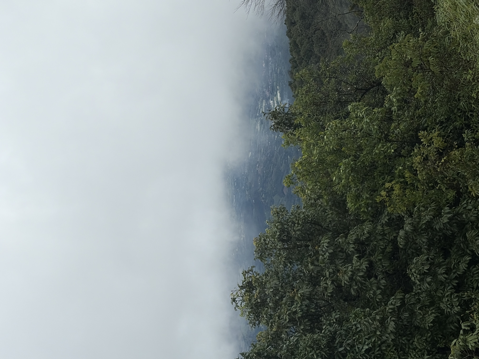 The image depicts a misty mountain landscape with lush green foliage in the foreground. The upper portion of the image is dominated by a thick layer of white clouds, obscuring the sky. Below the clouds, a valley is visible, featuring a patchwork of green fields and scattered buildings, suggesting a rural or semi-urban area. The foreground is filled with dense trees and bushes, their leaves a variety of green shades. The scene appears to be captured from an elevated viewpoint, looking down into the valley. The overall atmosphere is serene and somewhat ethereal due to the presence of mist and clouds. Based on the provided context, this location is identified as being in the city of Chang Khoeng, Thailand.