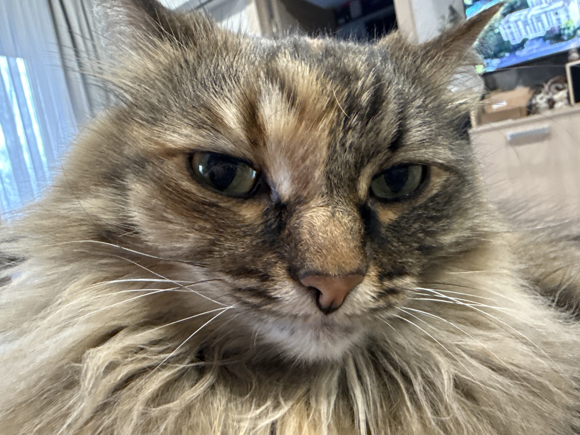 A close-up photograph shows the face of a long-haired tabby cat with green eyes and a pink nose. The cat's fur is a mix of brown, gray, and tan colors. The location is indiscernible, and there is no indication of being in Votkinsk, Russia.