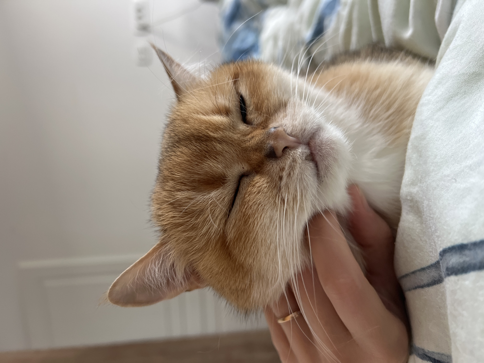 A close-up, indoor shot shows a tan and white cat with its eyes closed, being held in a person's hand. The cat is snuggled against a patterned fabric, possibly bedding. The person's hand is visible, and a gold ring is on one of the fingers. The background is blurred, revealing part of a wall with what appear to be electrical outlets. The image does not provide enough information to determine the location as Bar, Montenegro.